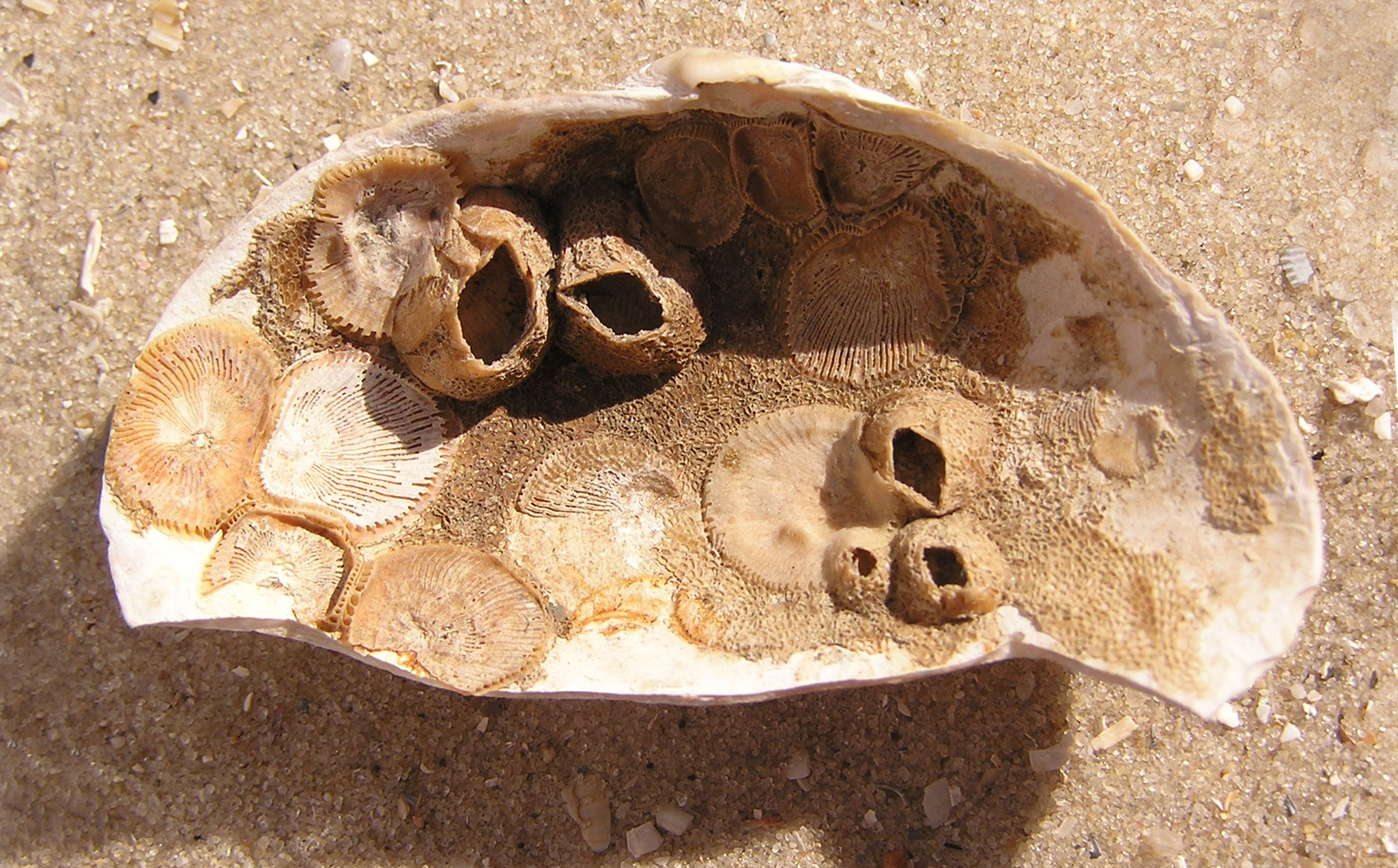 Ab mollusca 20
