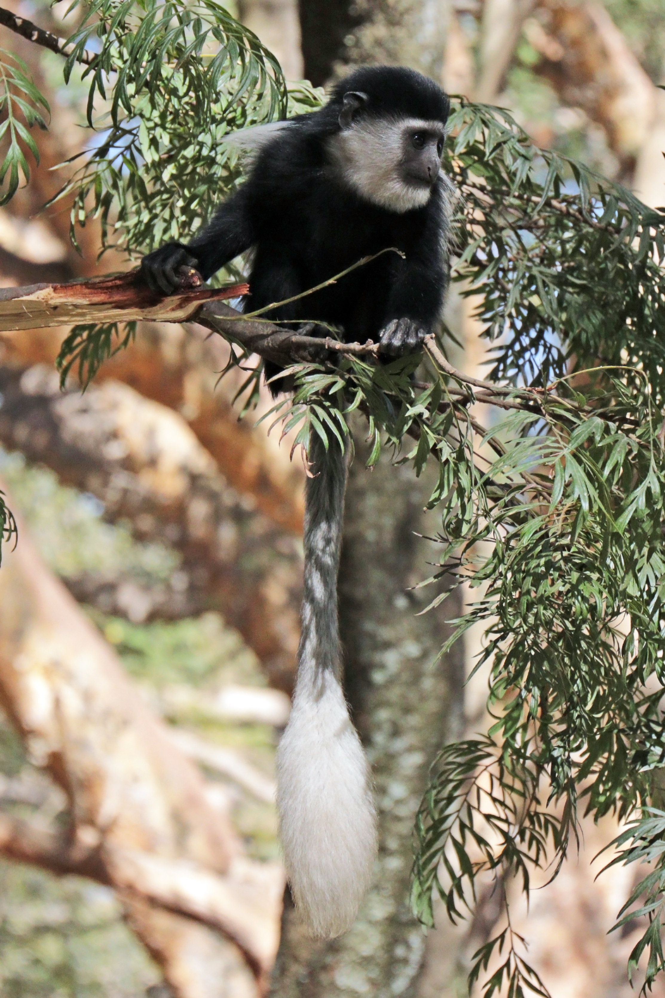 Abyssinian black-and-white colobus (Colobus guereza guereza) juvenile female