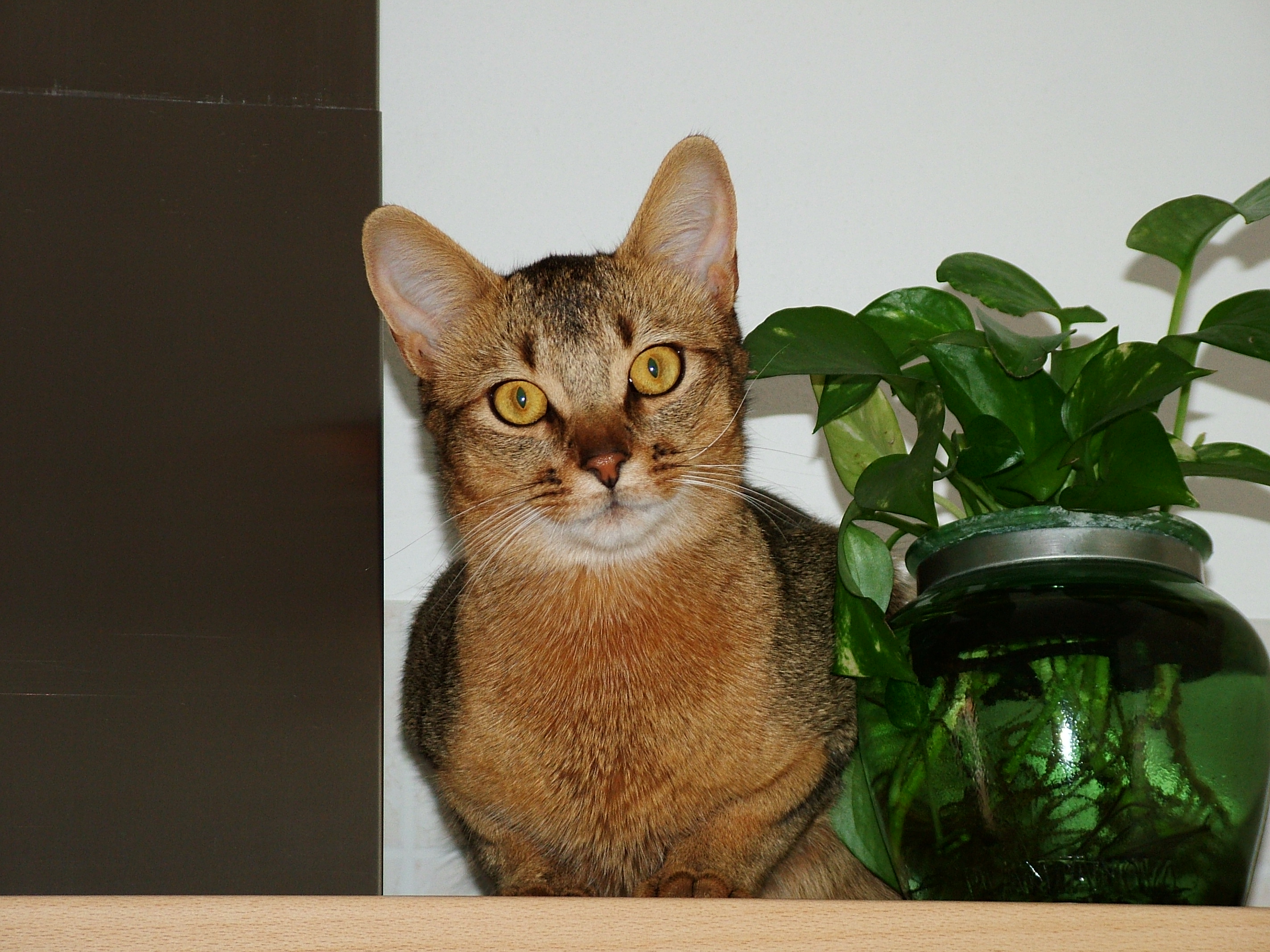 Abyssinian ruddy male