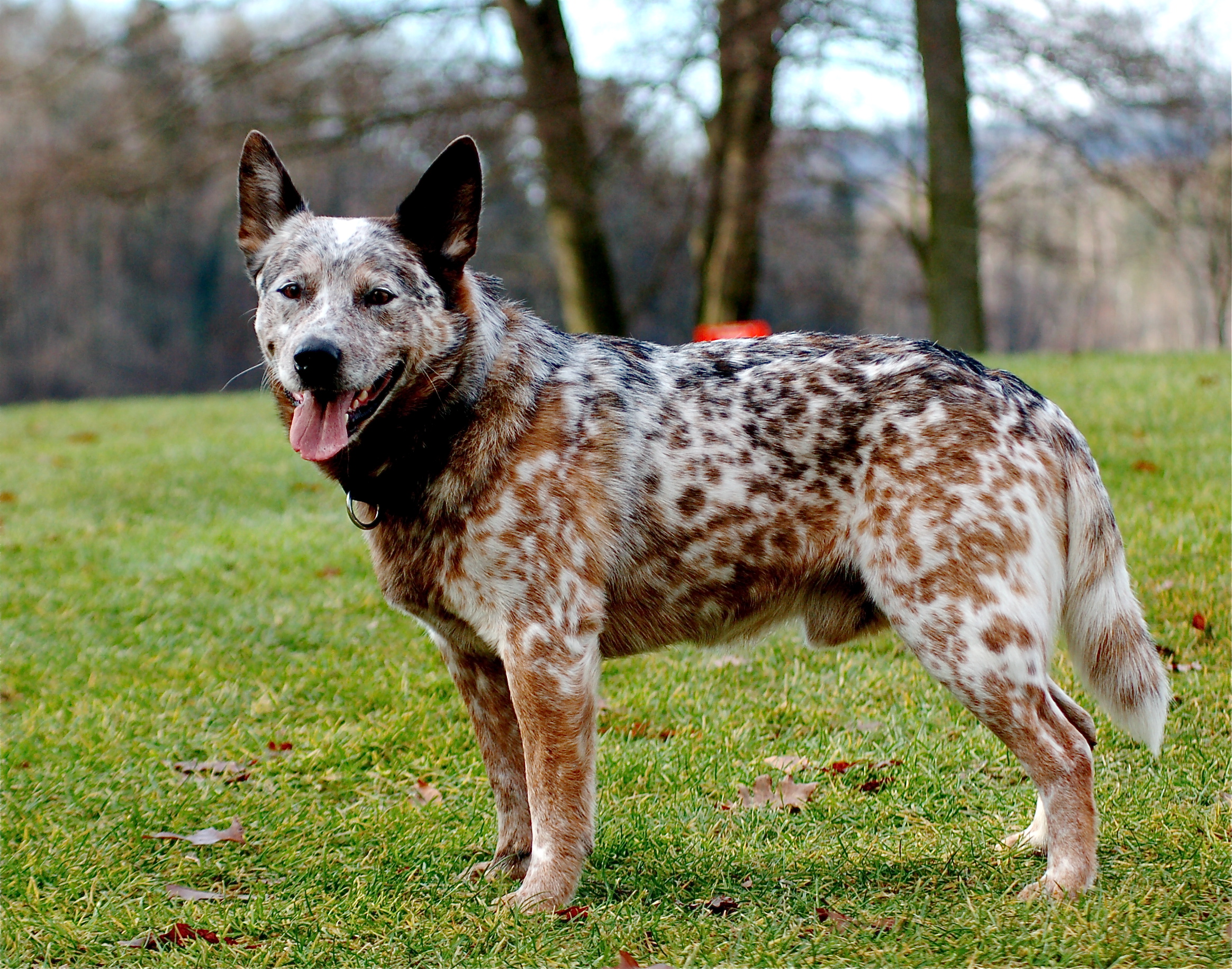 ACD MK Mishak