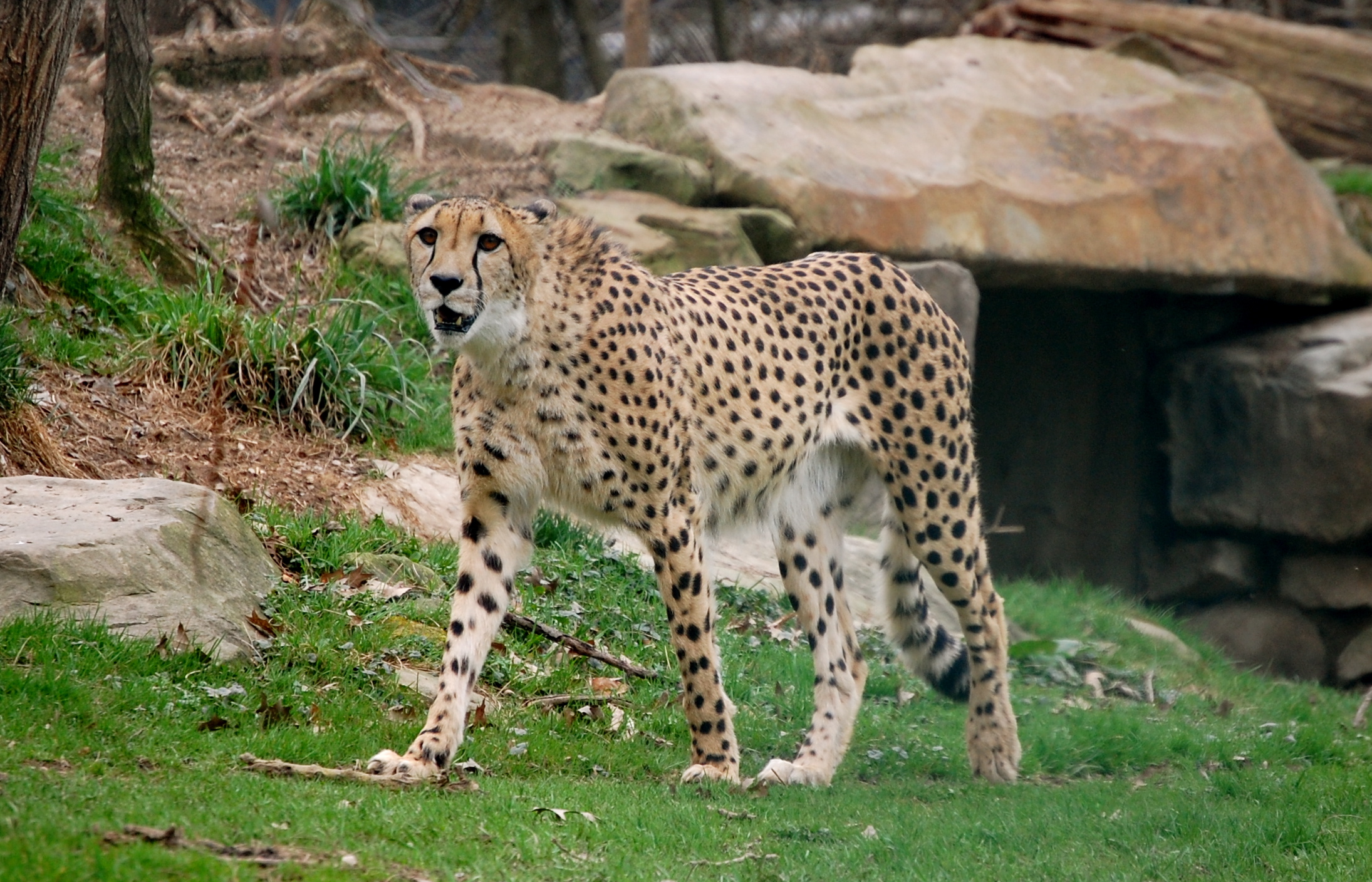 Acinonyx jubatus -Cleveland Metroparks Zoo, Ohio, USA-8a