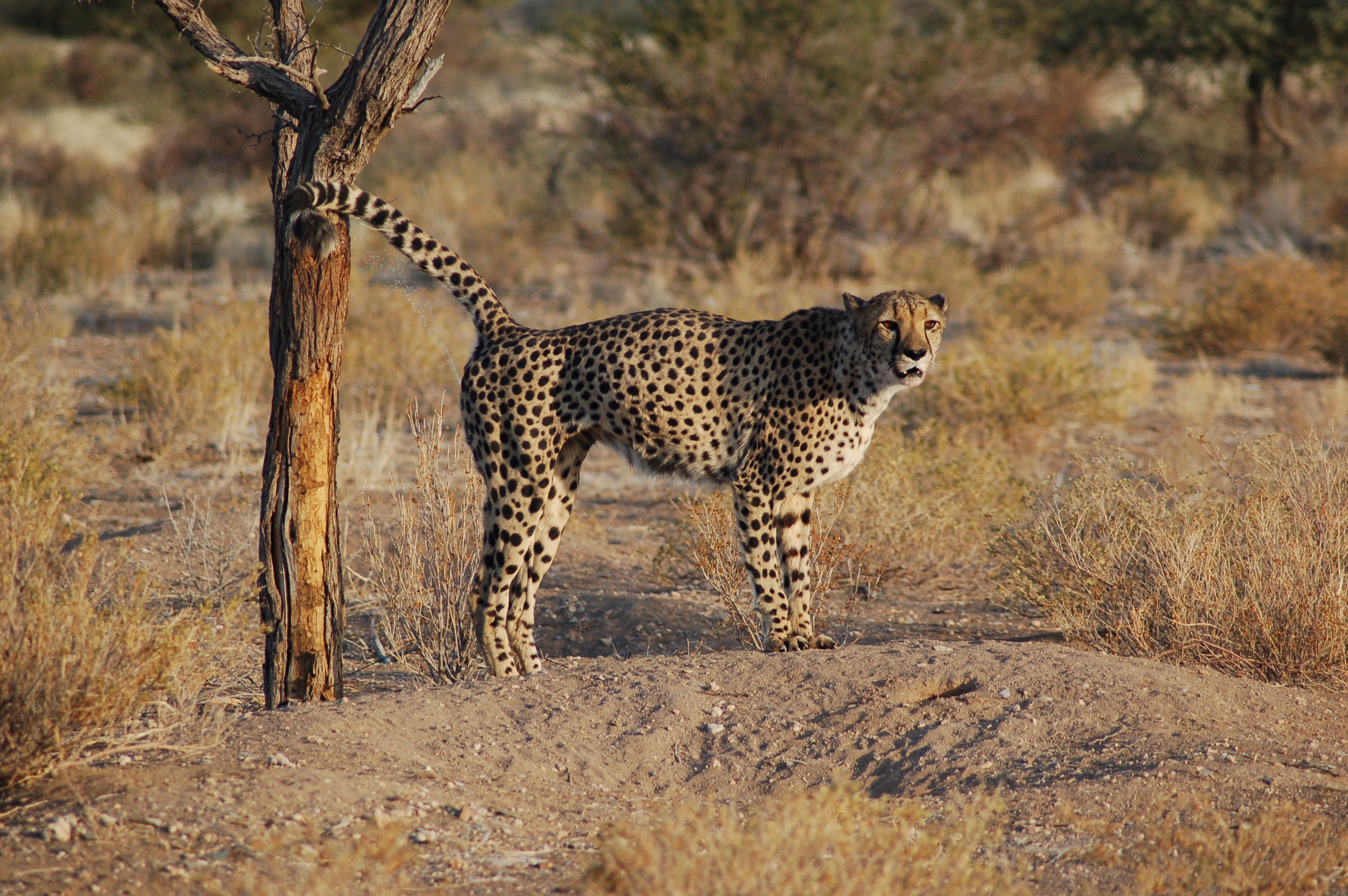 Acinonyx jubatus -Southern Namibia-8