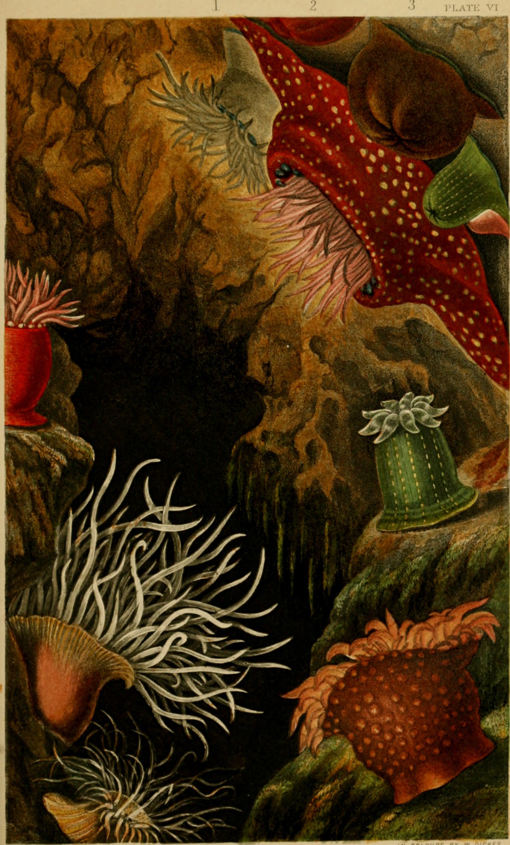 Actinologia britannica. A history of the British sea-anemones and corals (1860) (16746636476)