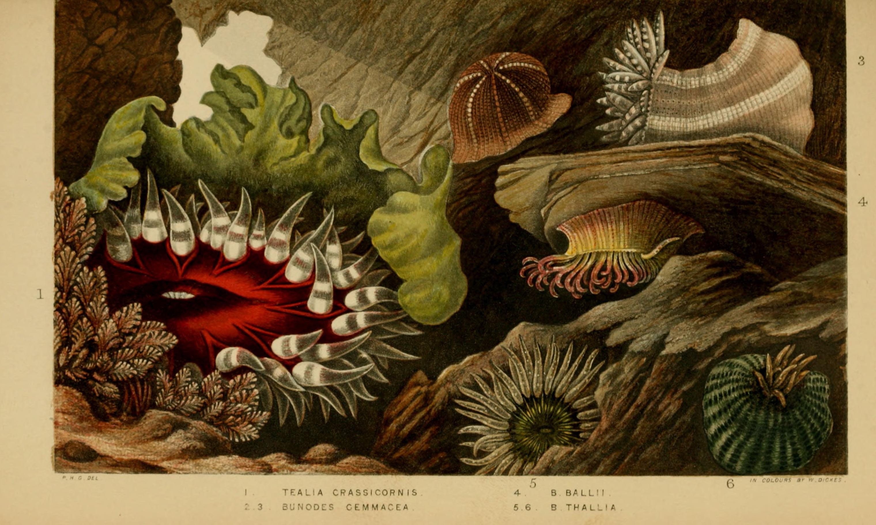 Actinologia britannica - a history of the British sea-anemones and corals (Plate IV) (6996521027)