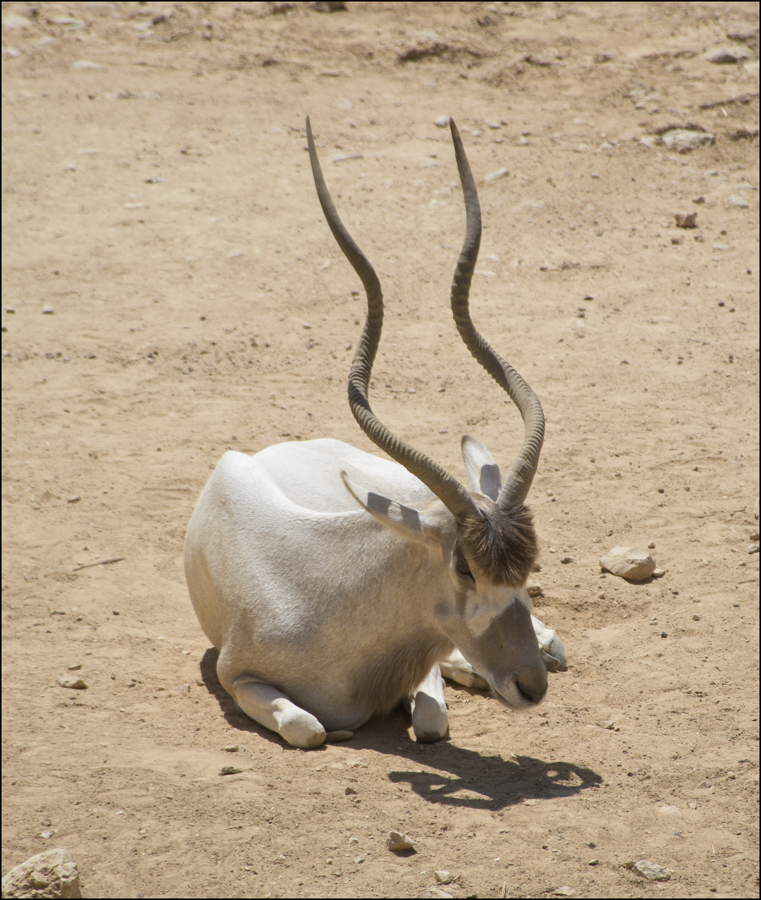 Addax-Jerusalem-Biblical-Zoo-IZE-611