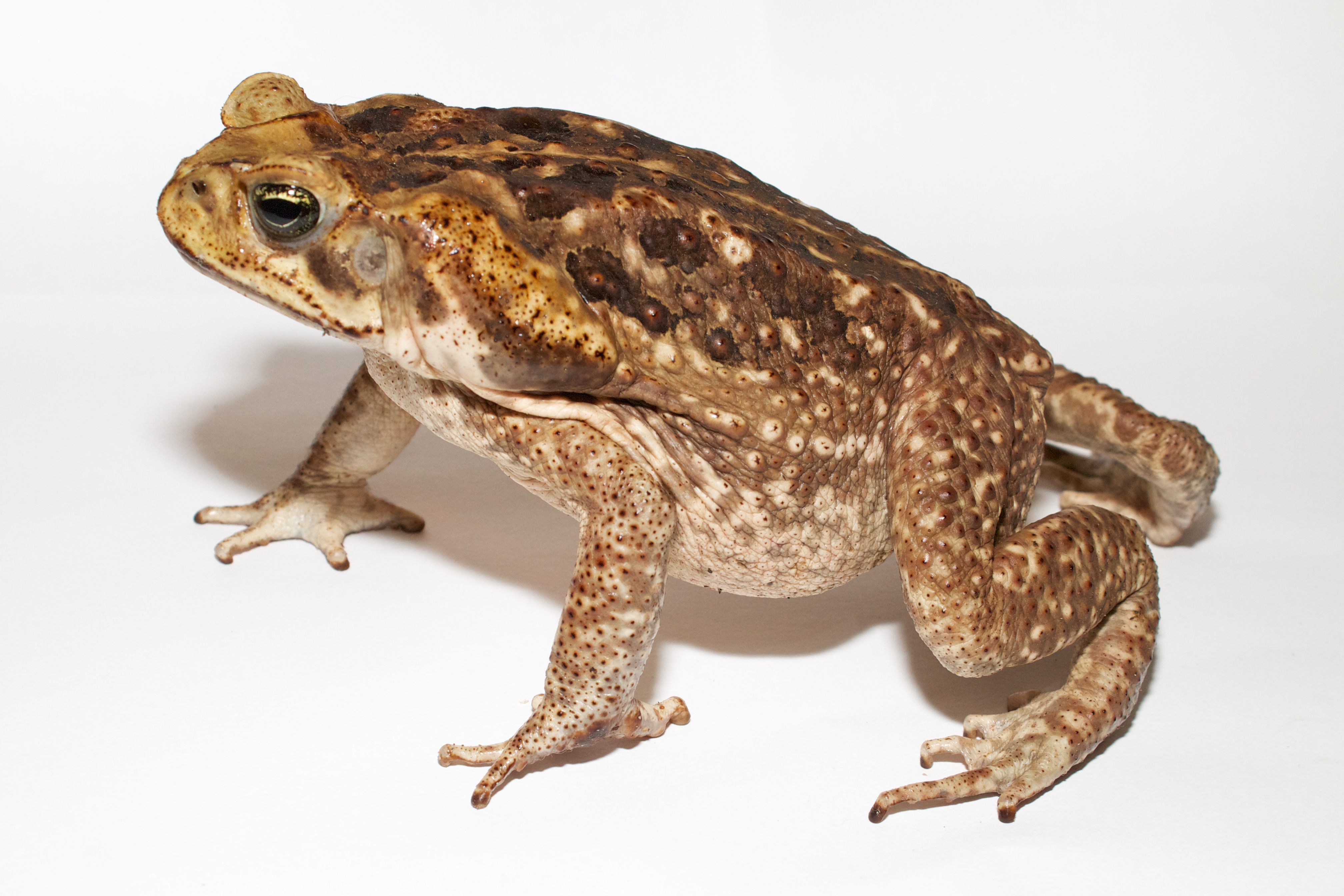 Adult Cane toad