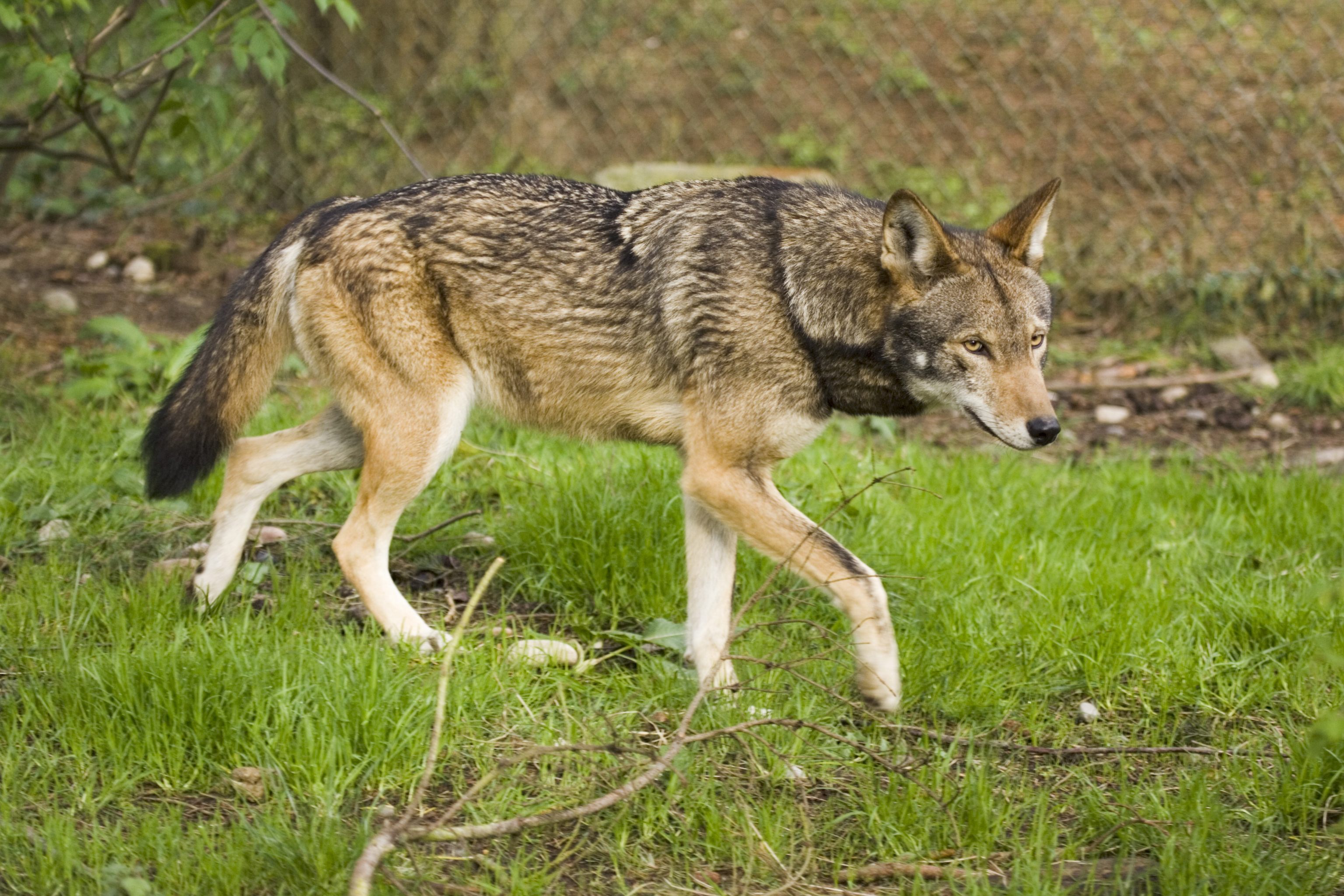 Adult Red Wolf