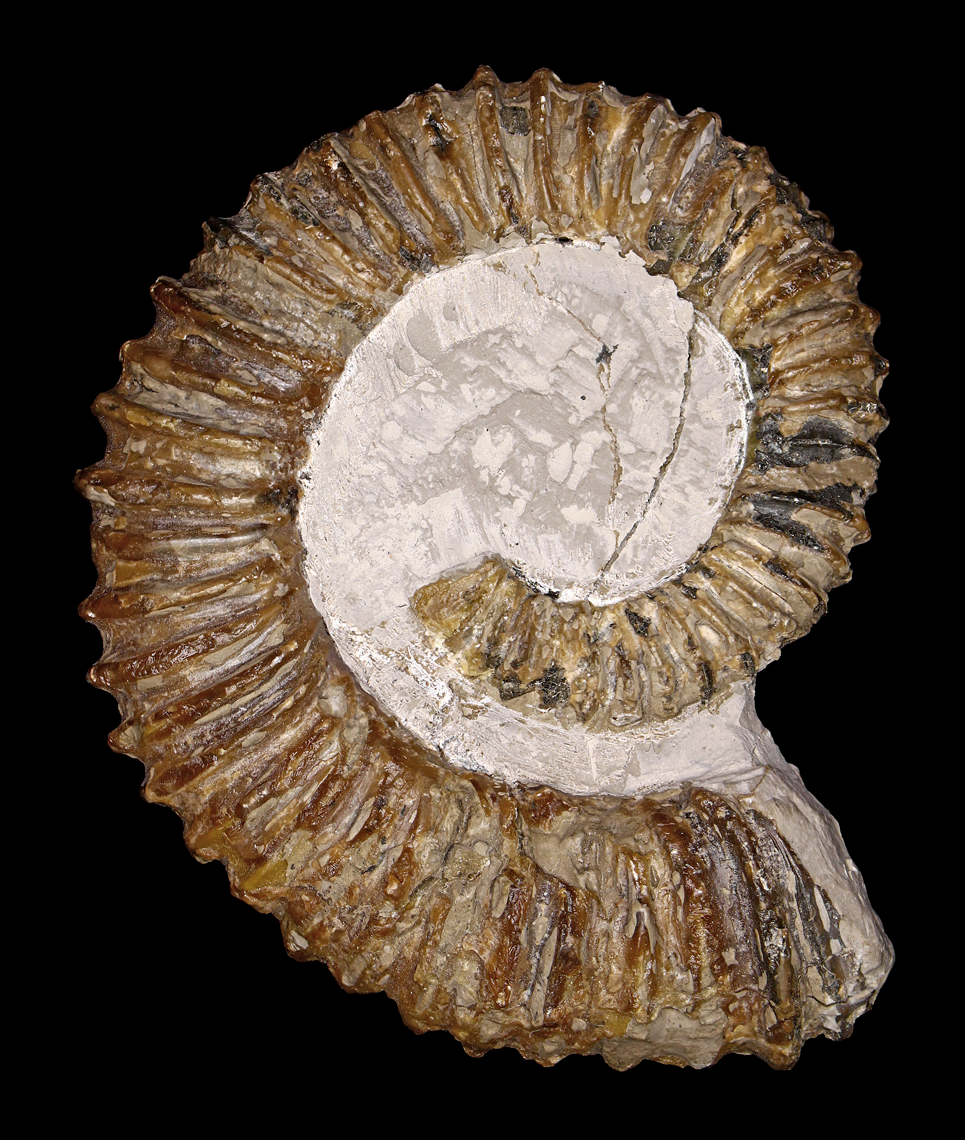 Aegocrioceras spathi 01
