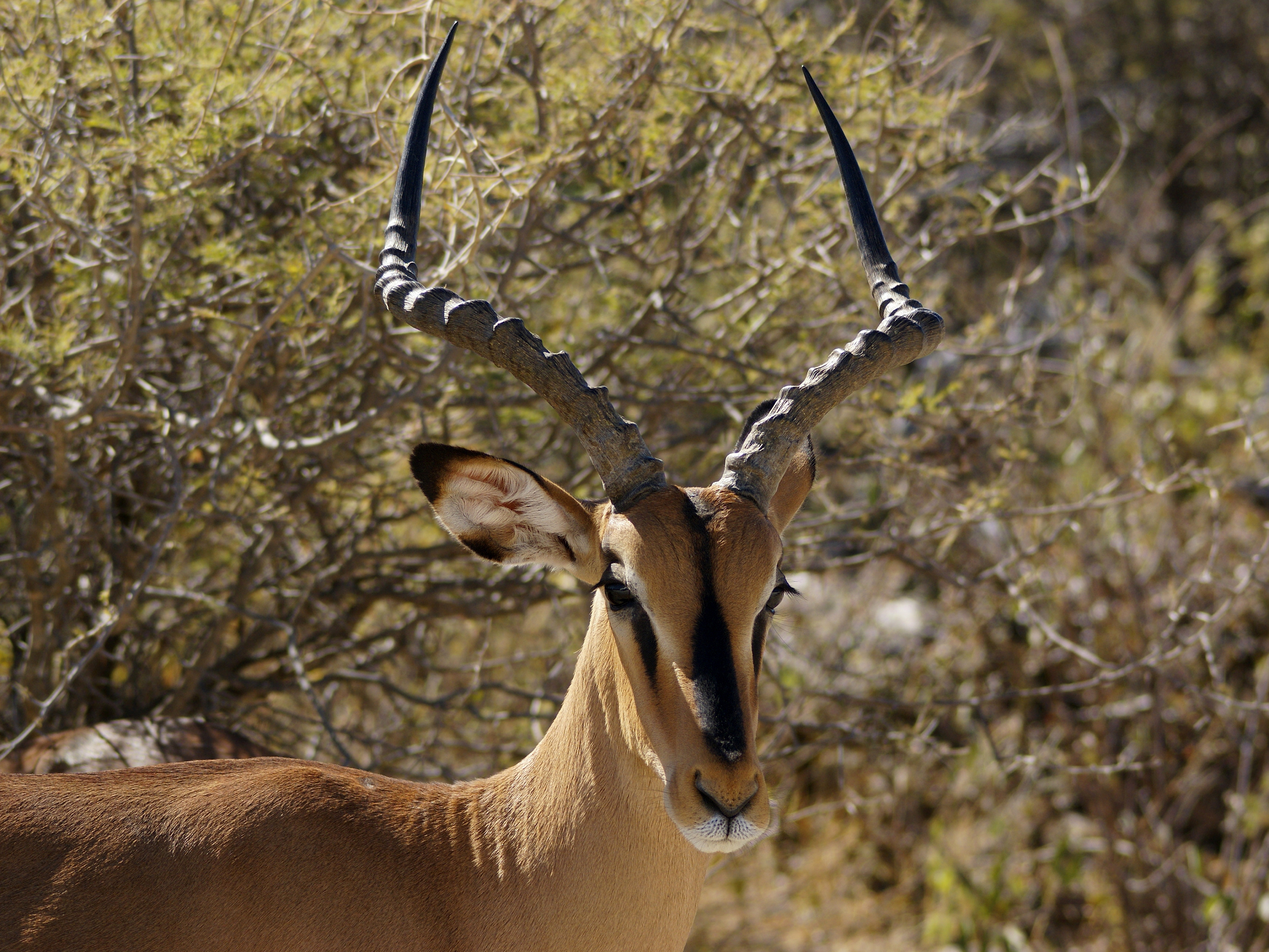 Aepyceros melampus petersi 2