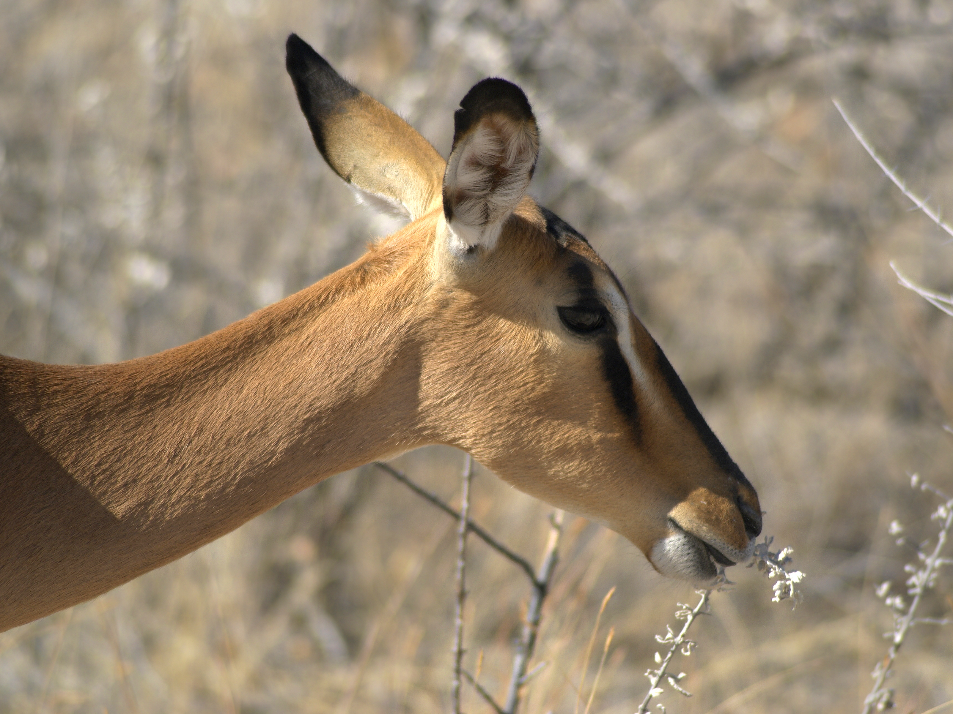 Aepyceros melampus petersi (female)
