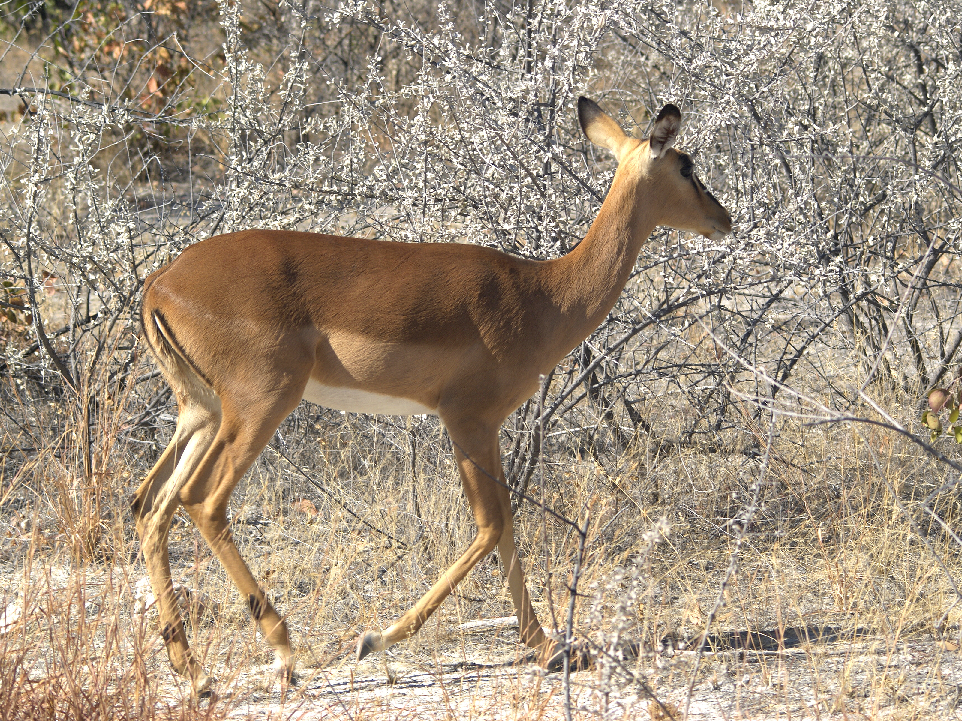 Aepyceros melampus petersi (female) 1
