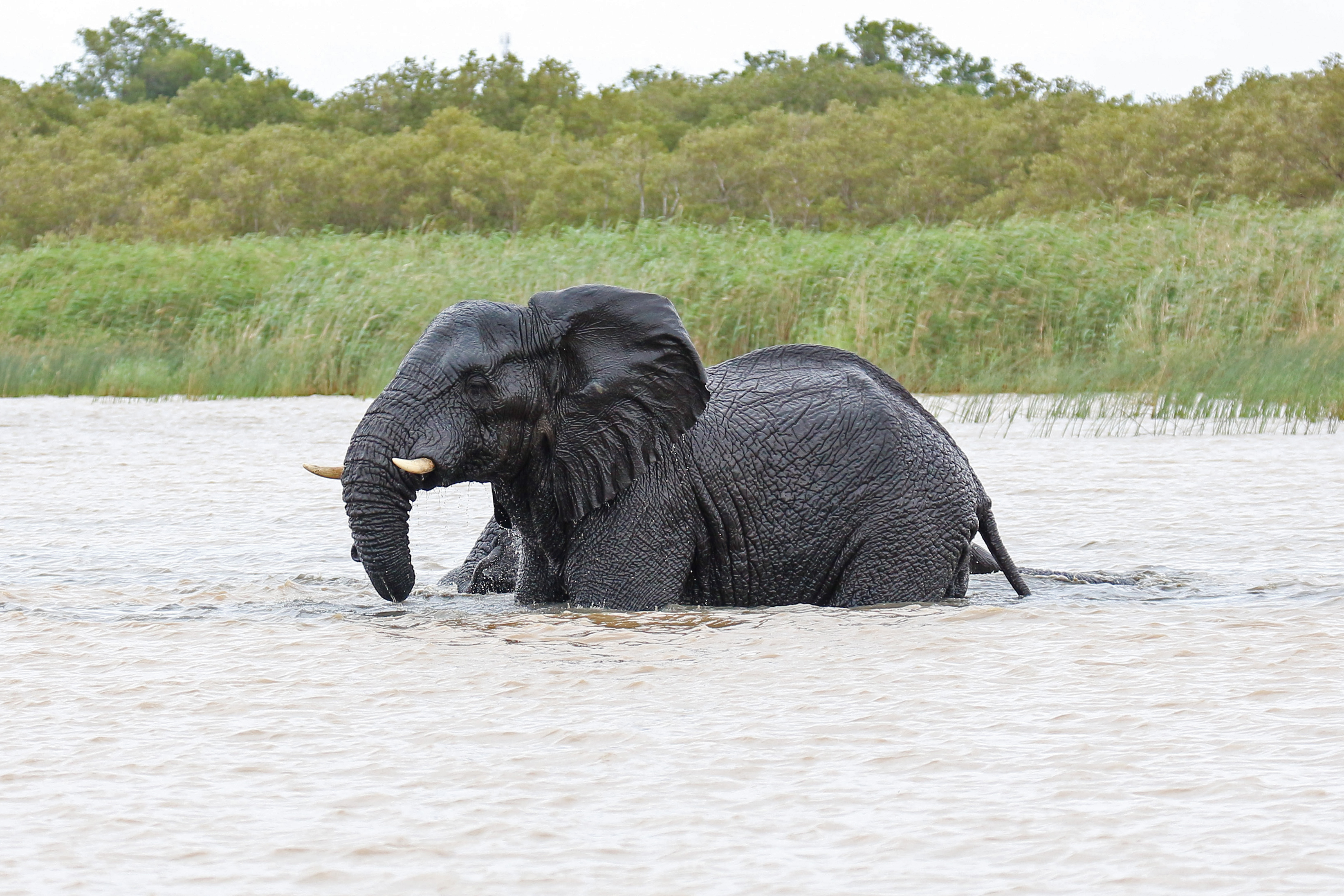 African elephant, Lake St Lucia 03