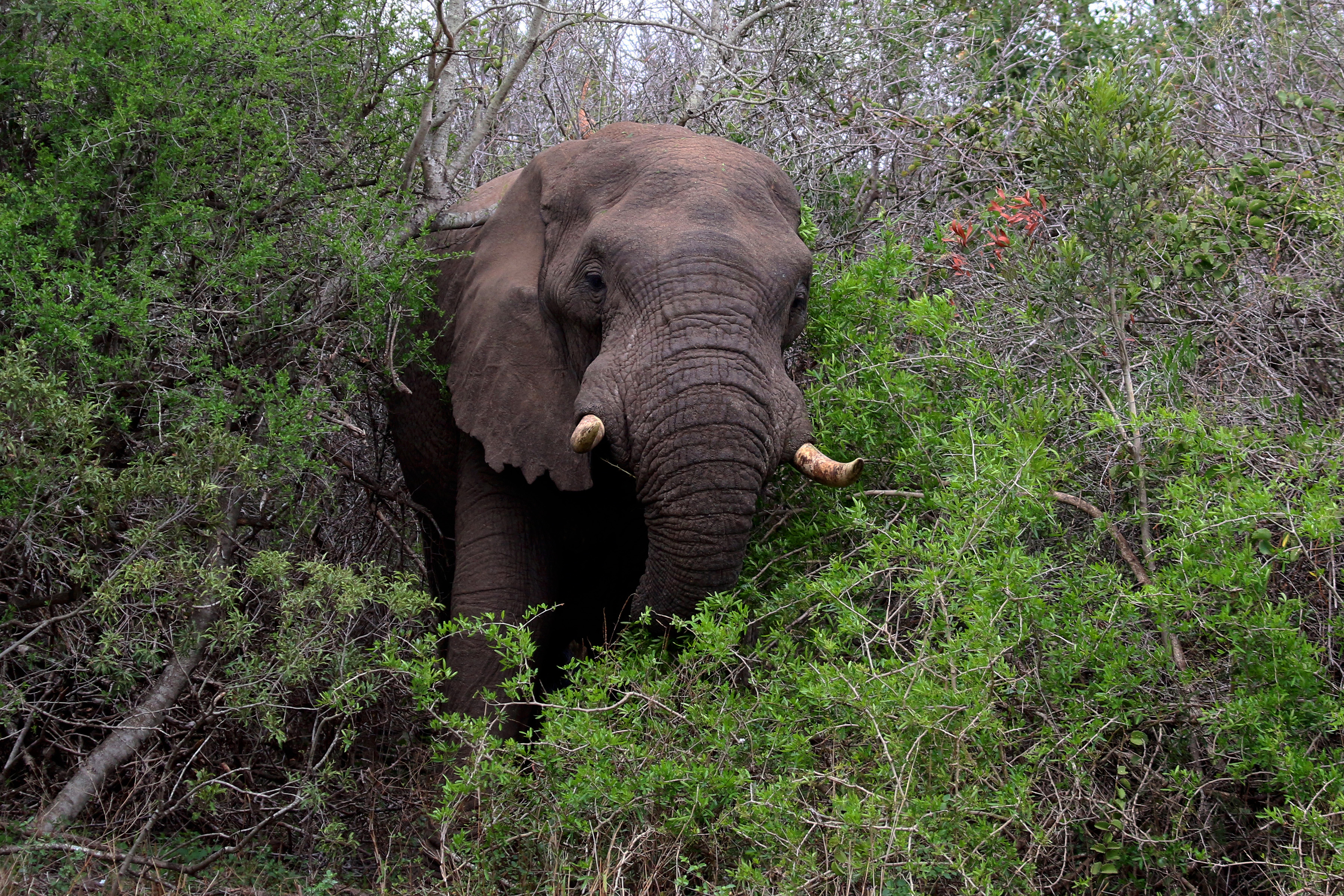 African elephant (Loxodonta africana) in bush