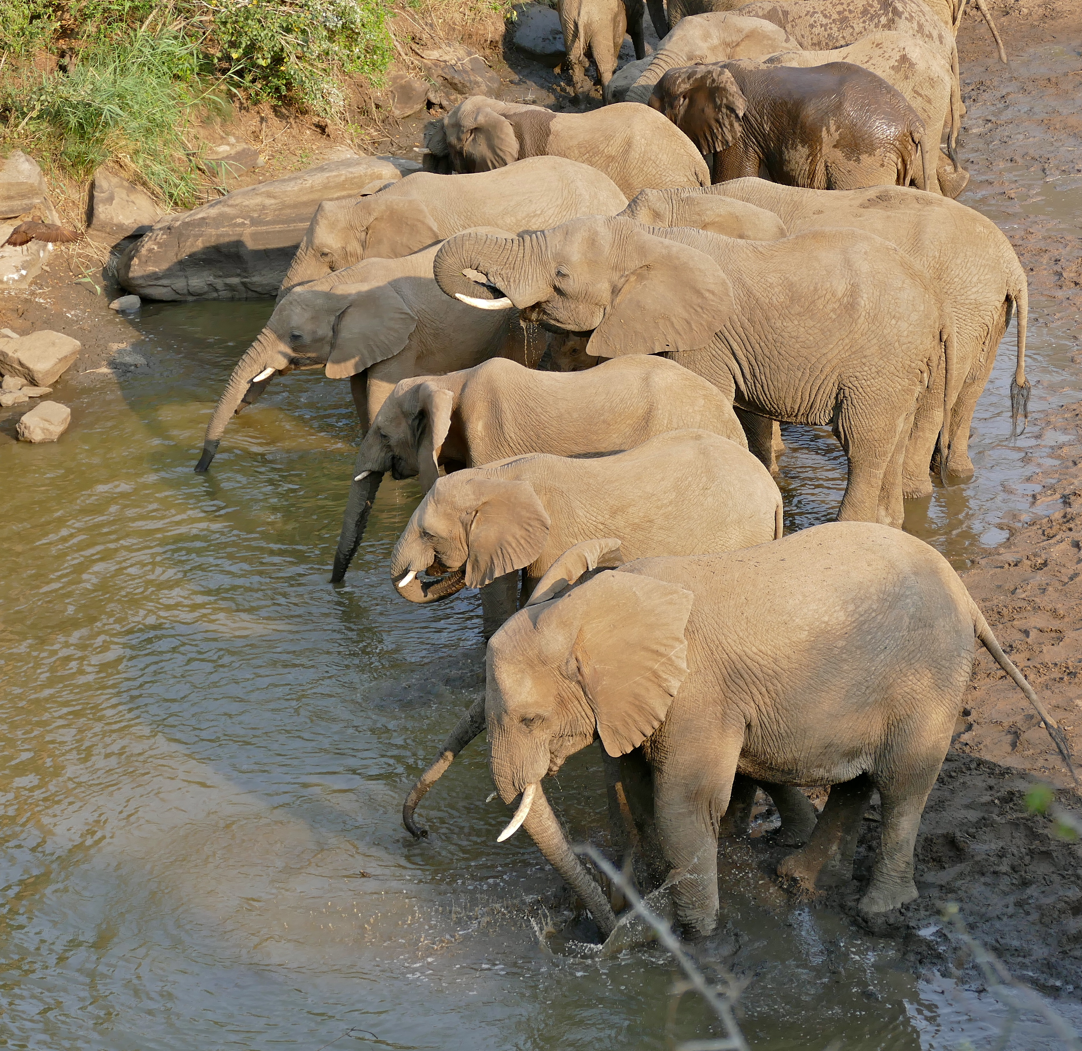 African Elephants (Loxodonta africana) drinking at Mphafa waterhole ... (32202153321)