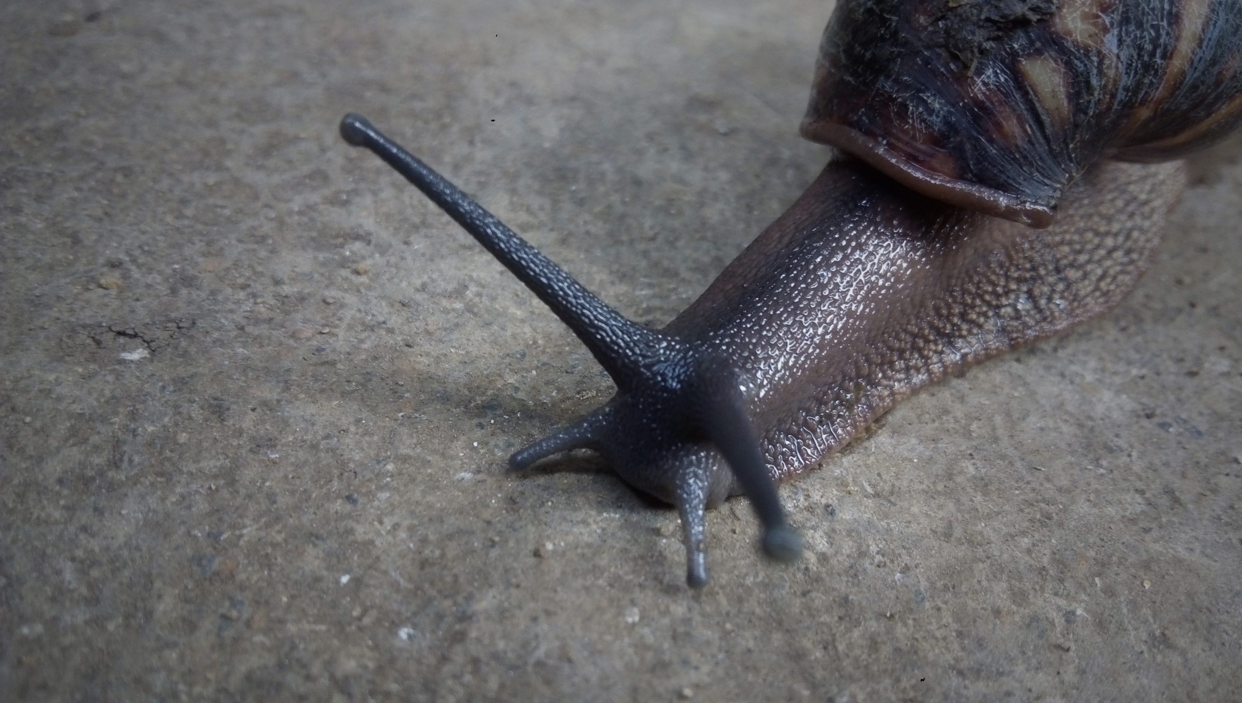 African Giant Snail