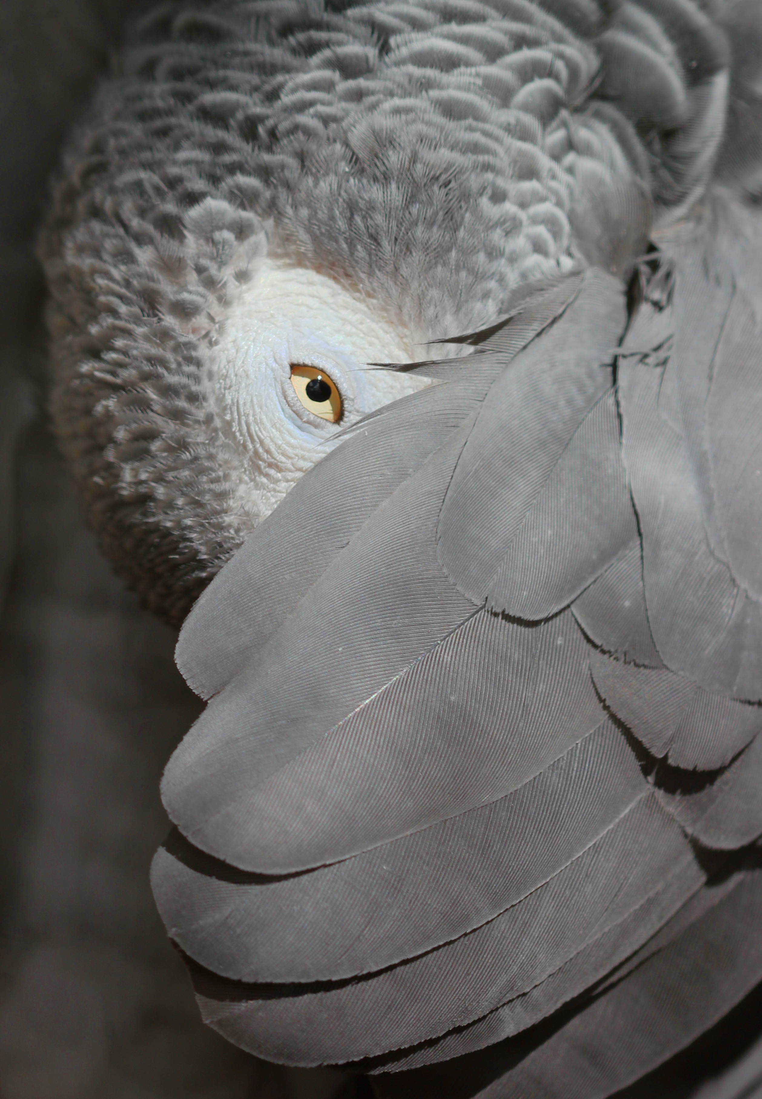 African Grey Parrot, peeking out from under its wing - edit