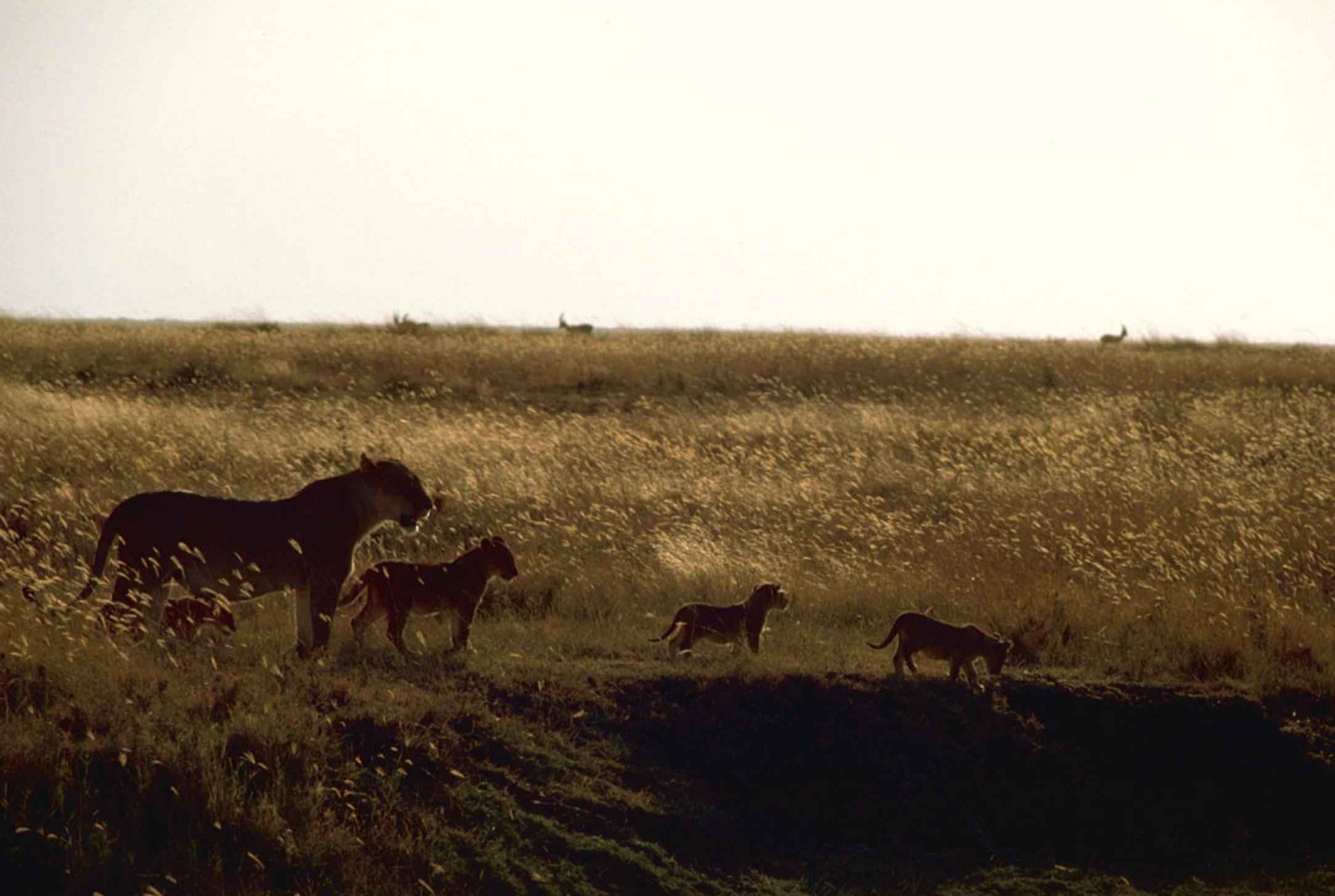 African lions at sunset