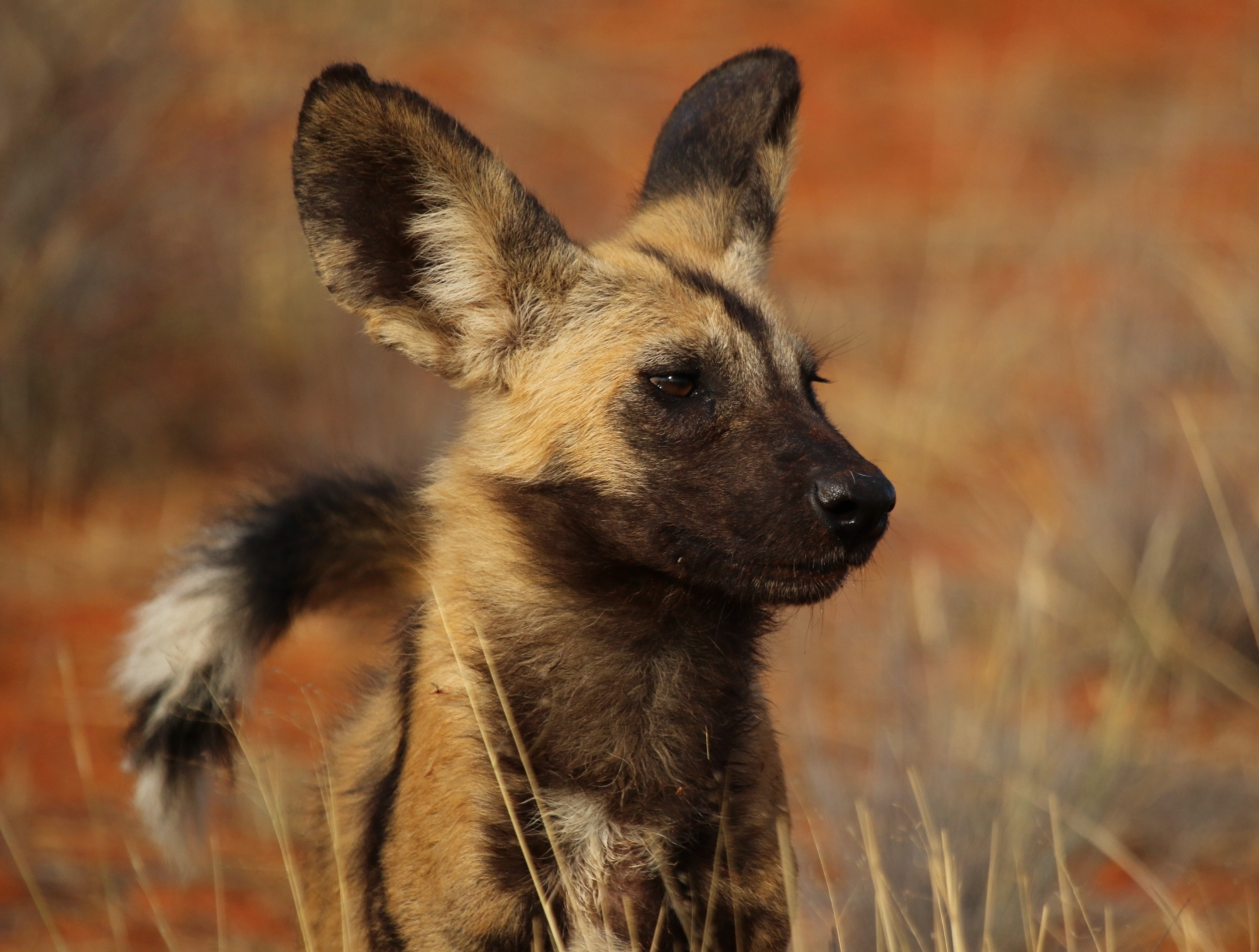African wild dog (Lycaon pictus pictus) head