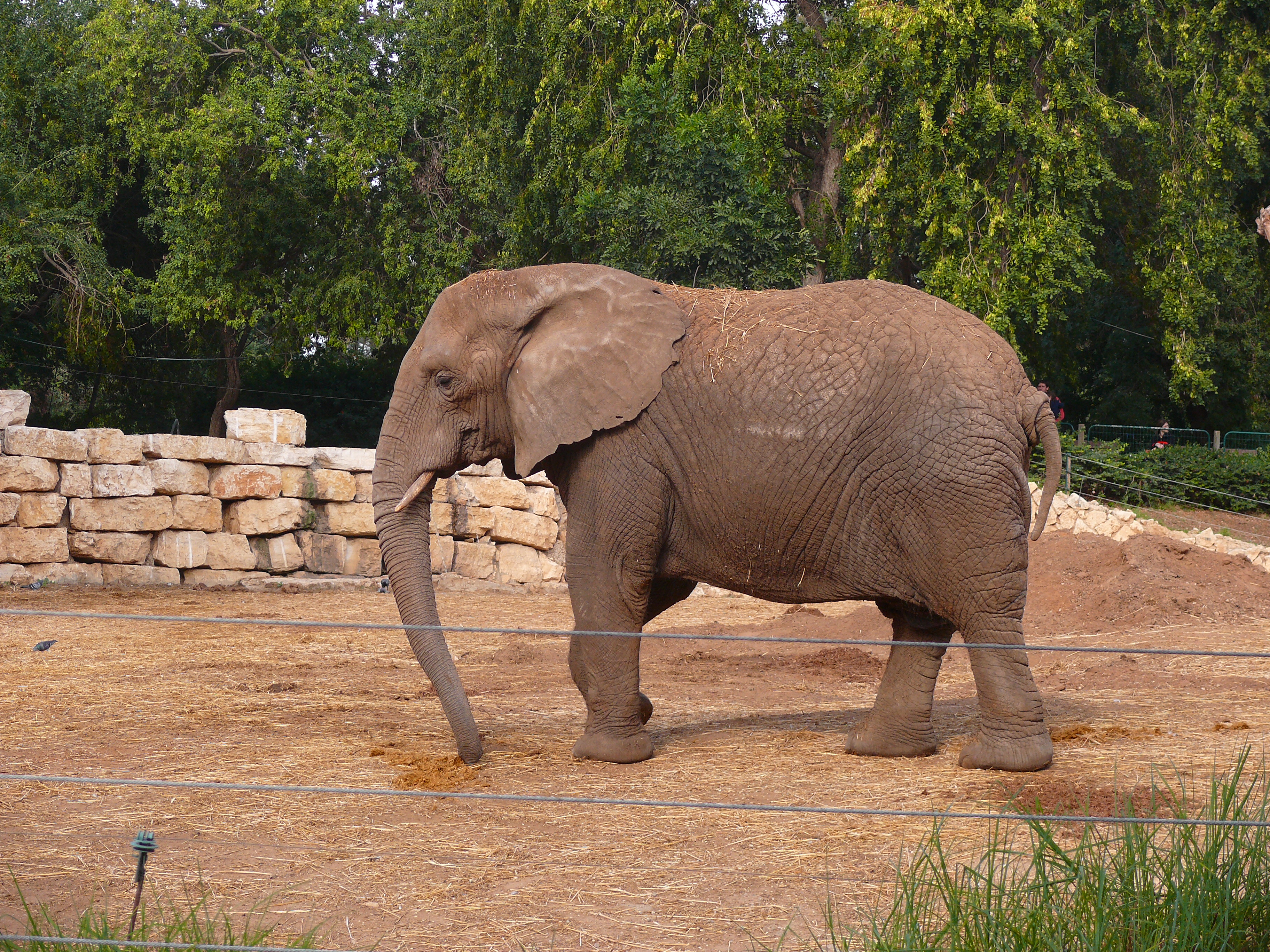 AfricanElephant-SRG001