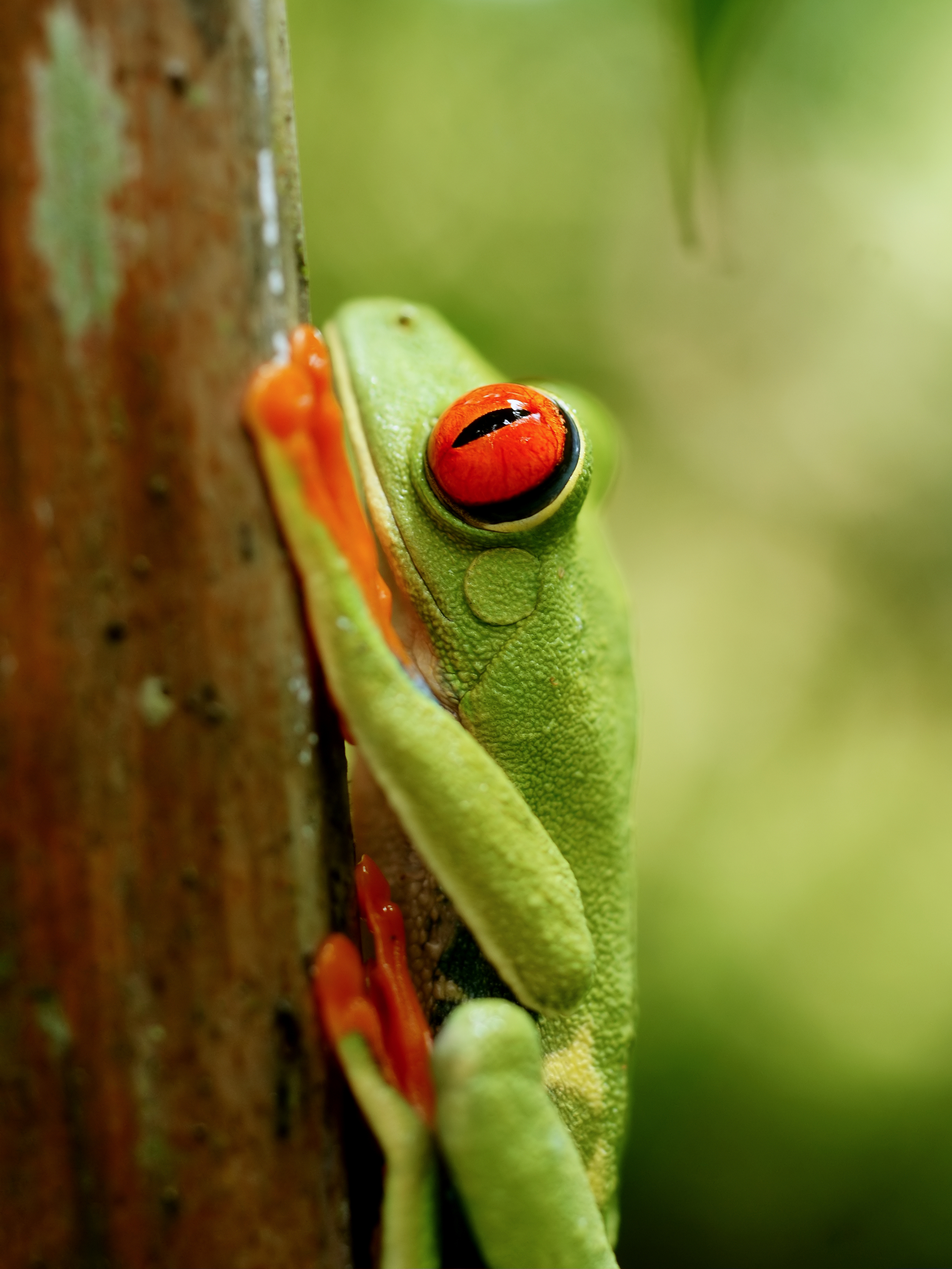 Agalychnis callidryas (eye detail)