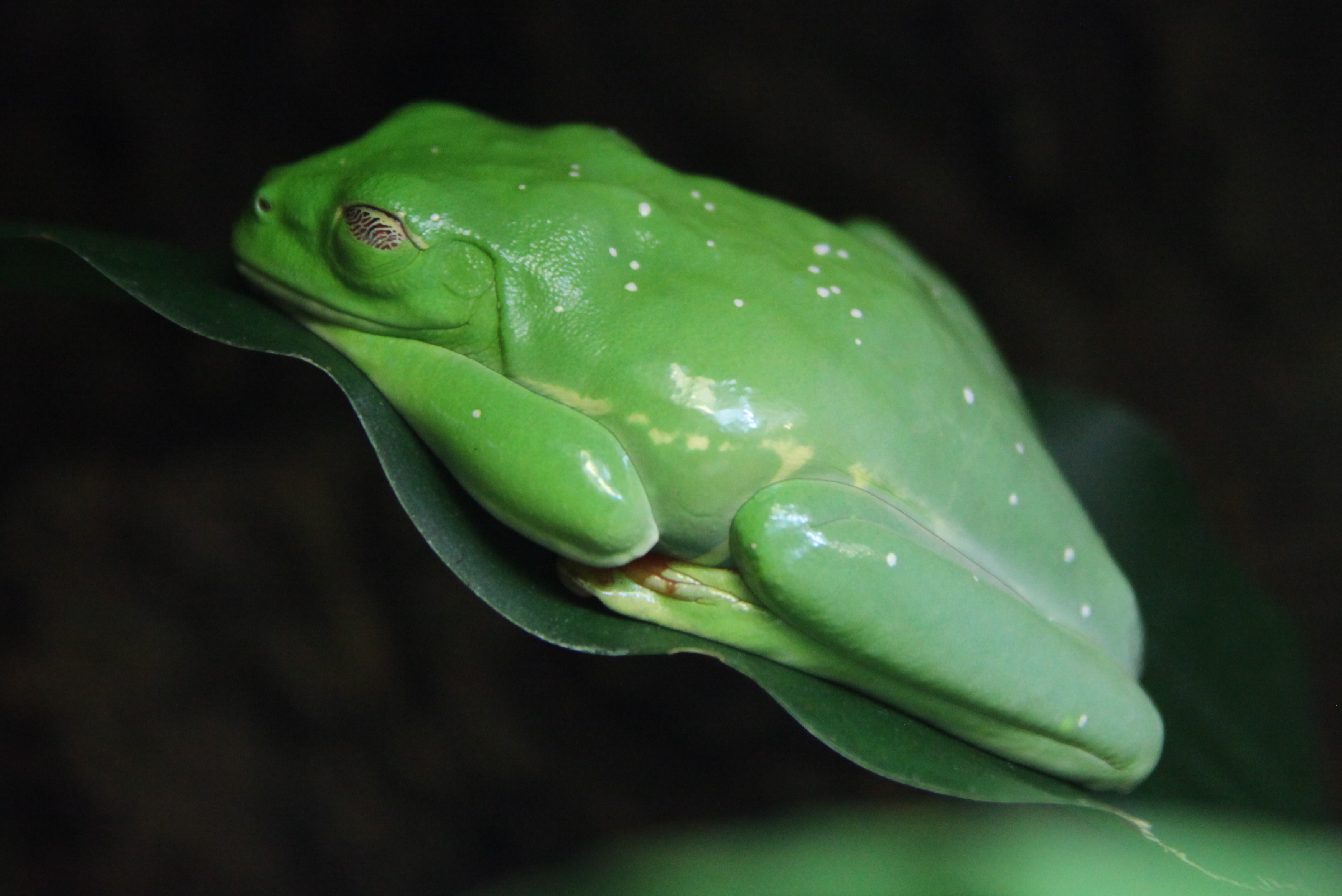Agalychnis callidryas Biosphaere