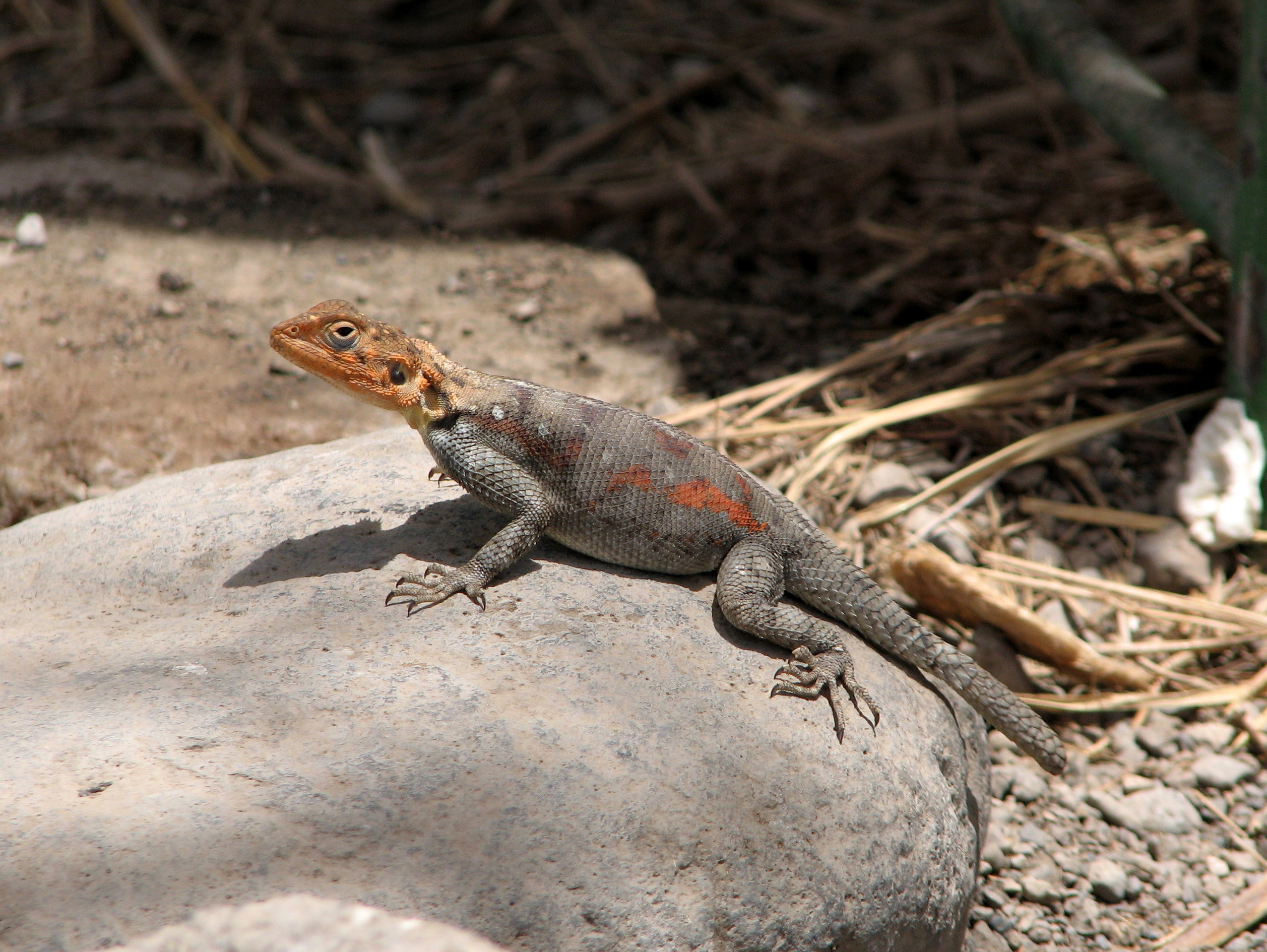 Agama agama Ngorongoro 1