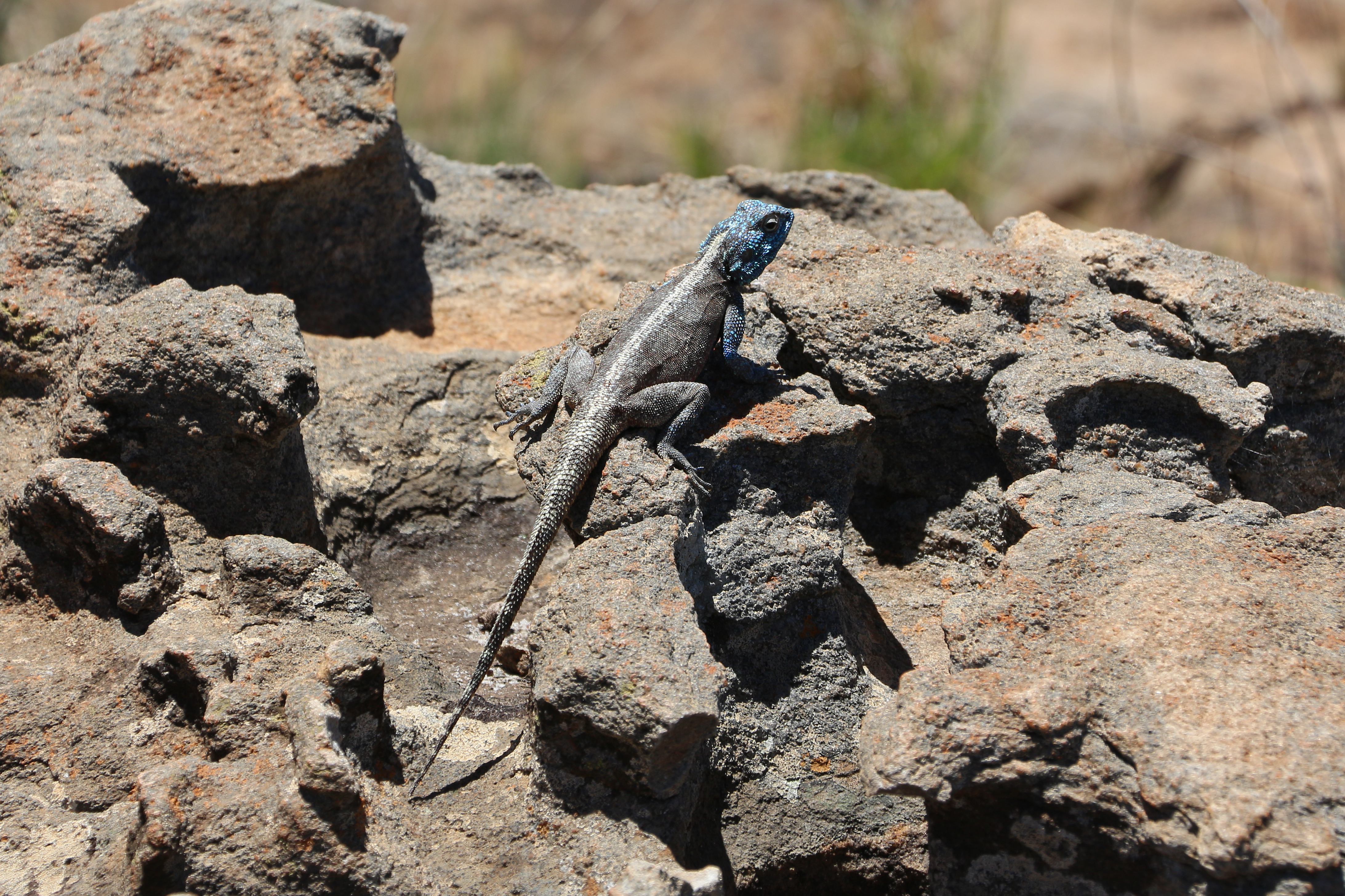 Agama in Blyde River Canyon 01
