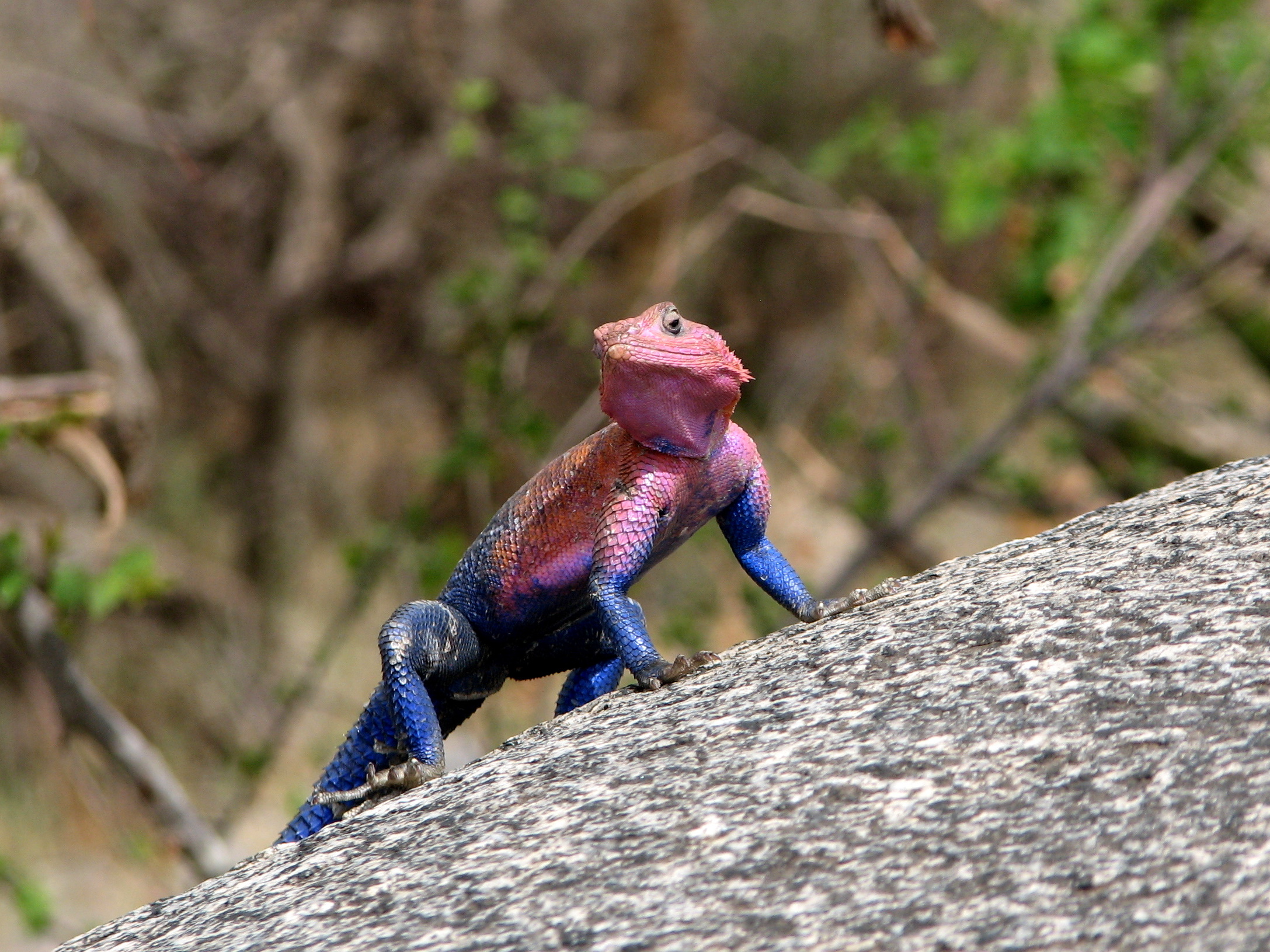 Agama mwanzae Serengeti 3