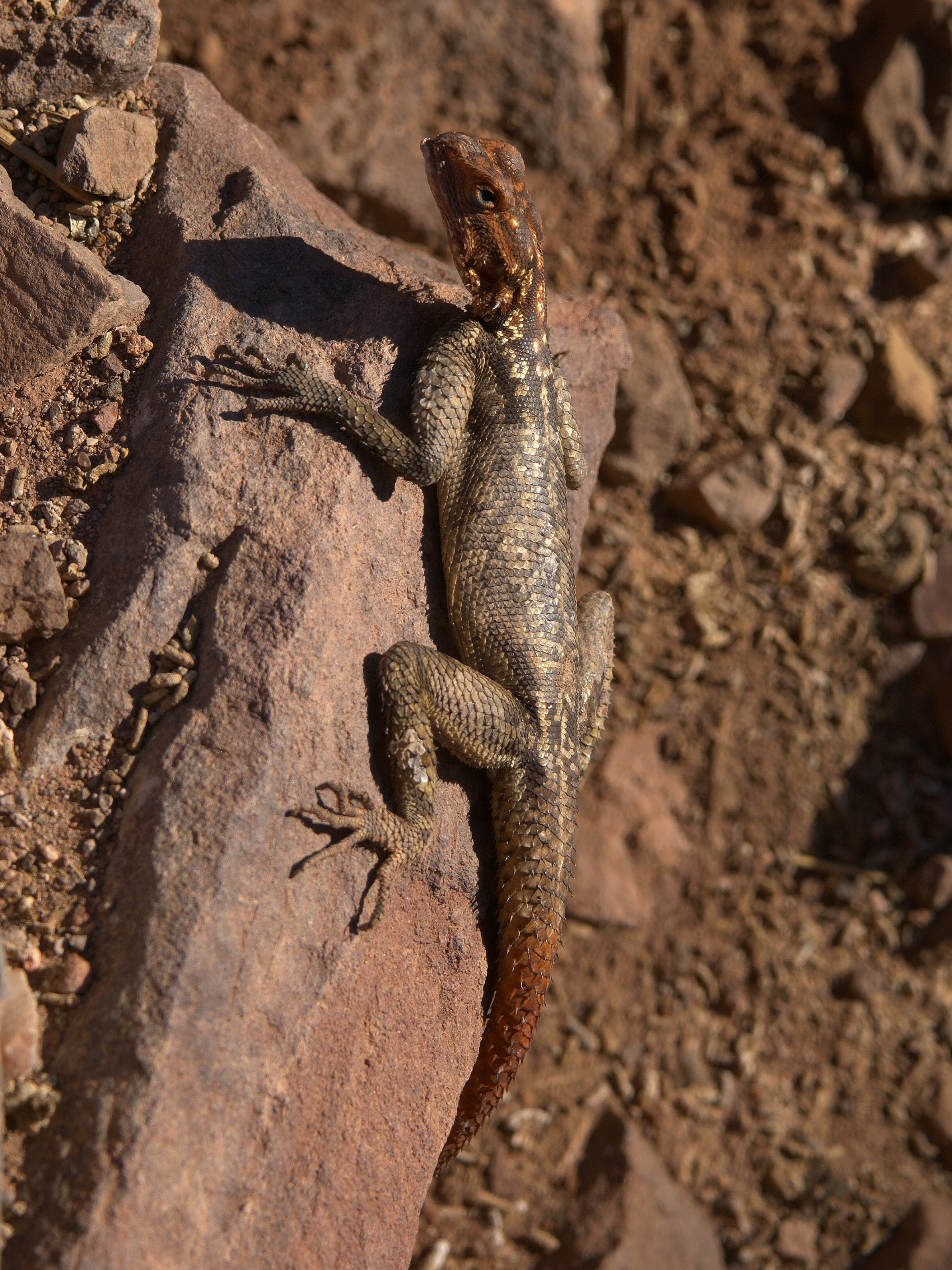 Agama planiceps