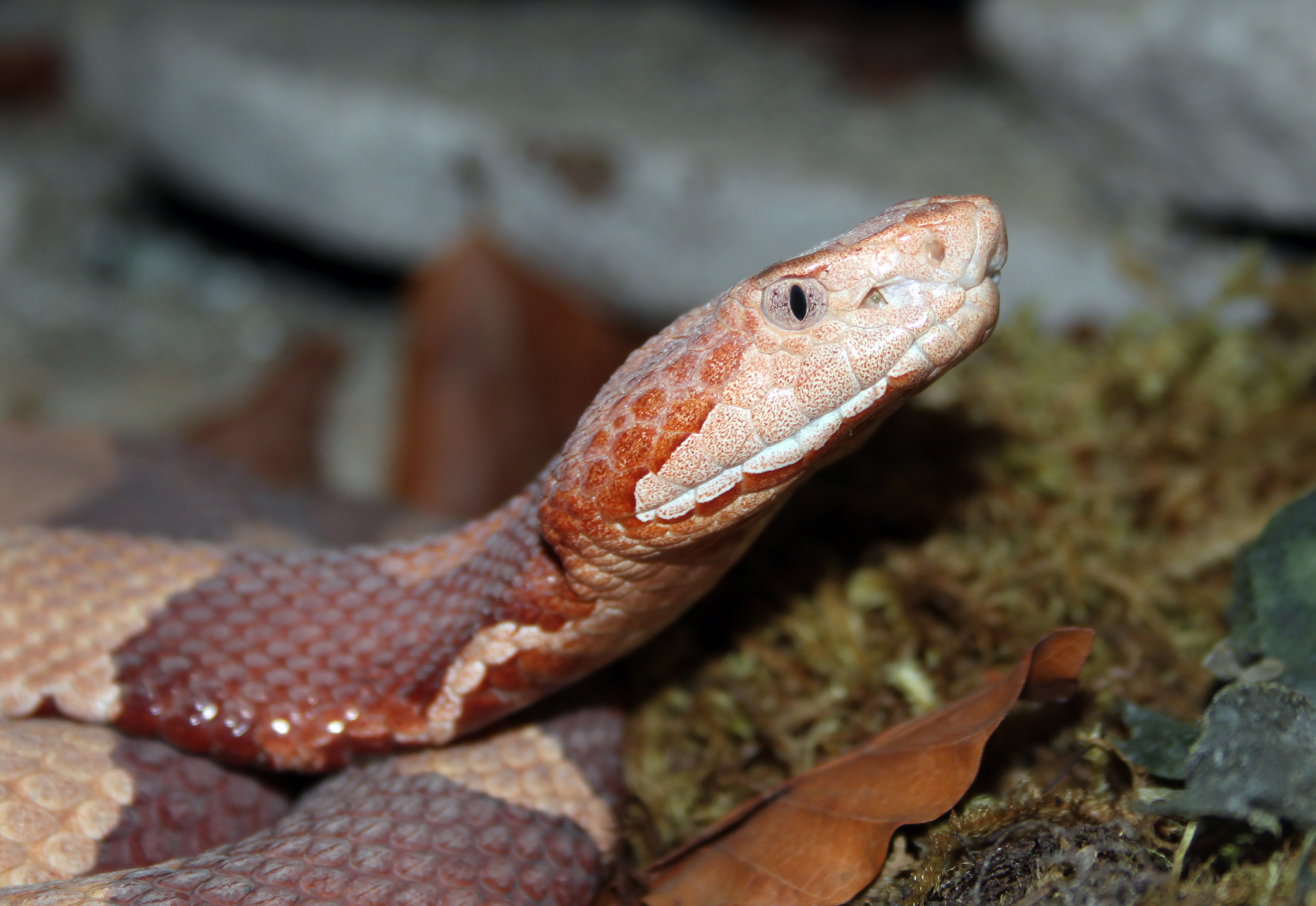 Agkistrodon-contortrix-kupferkopf