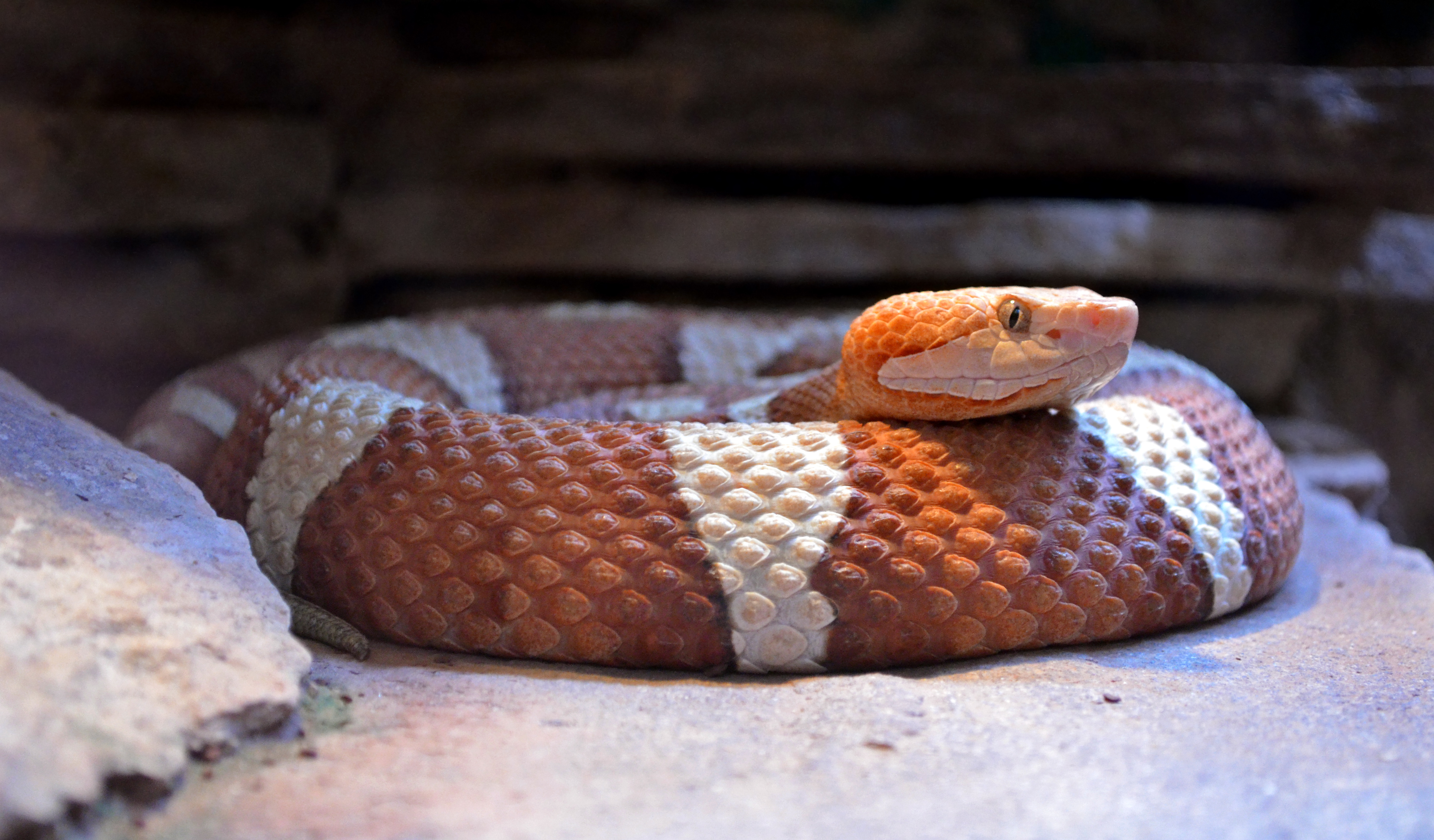 Agkistrodon contortrix - Nantes