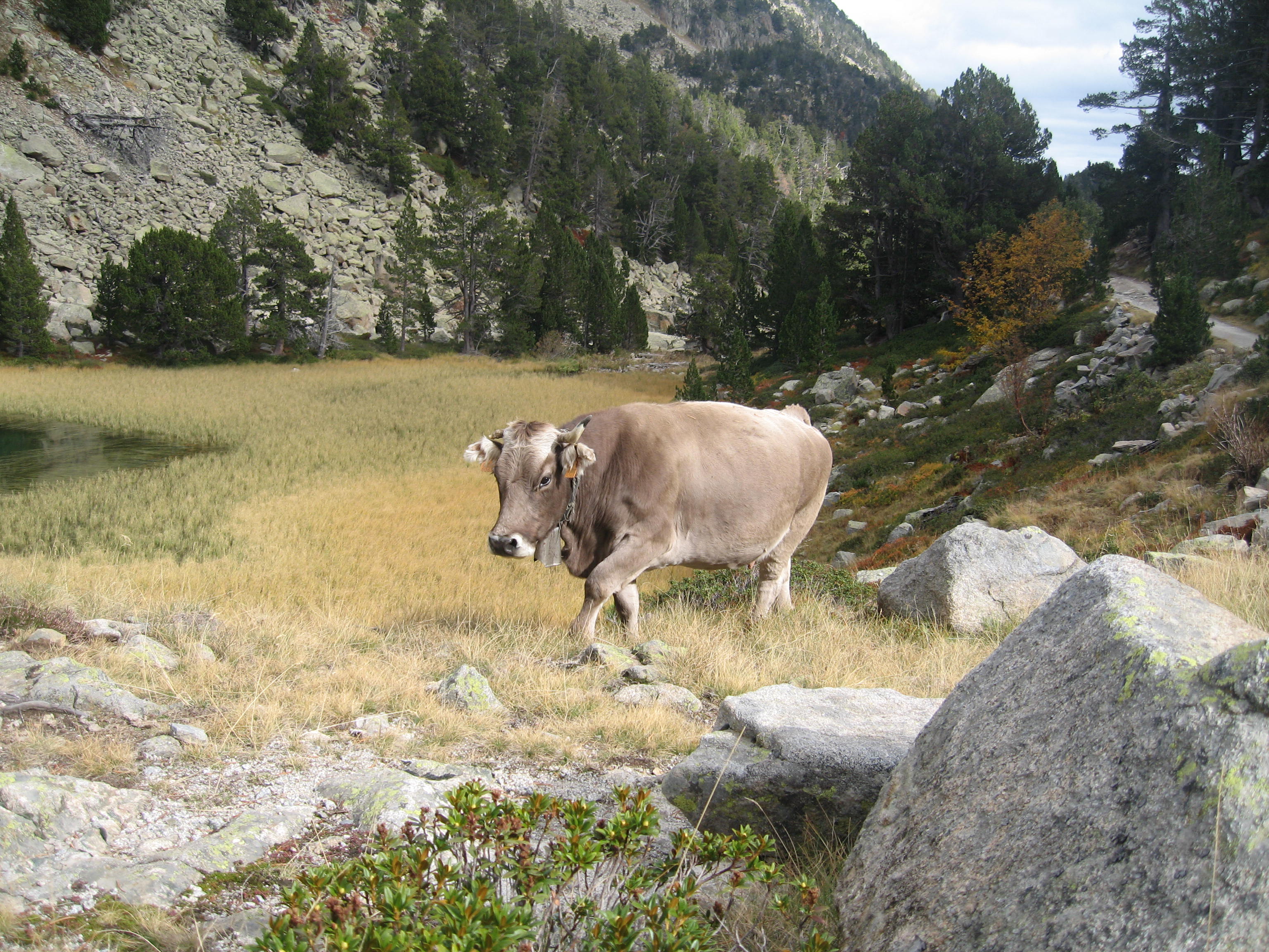 Aiguestortes cow 01
