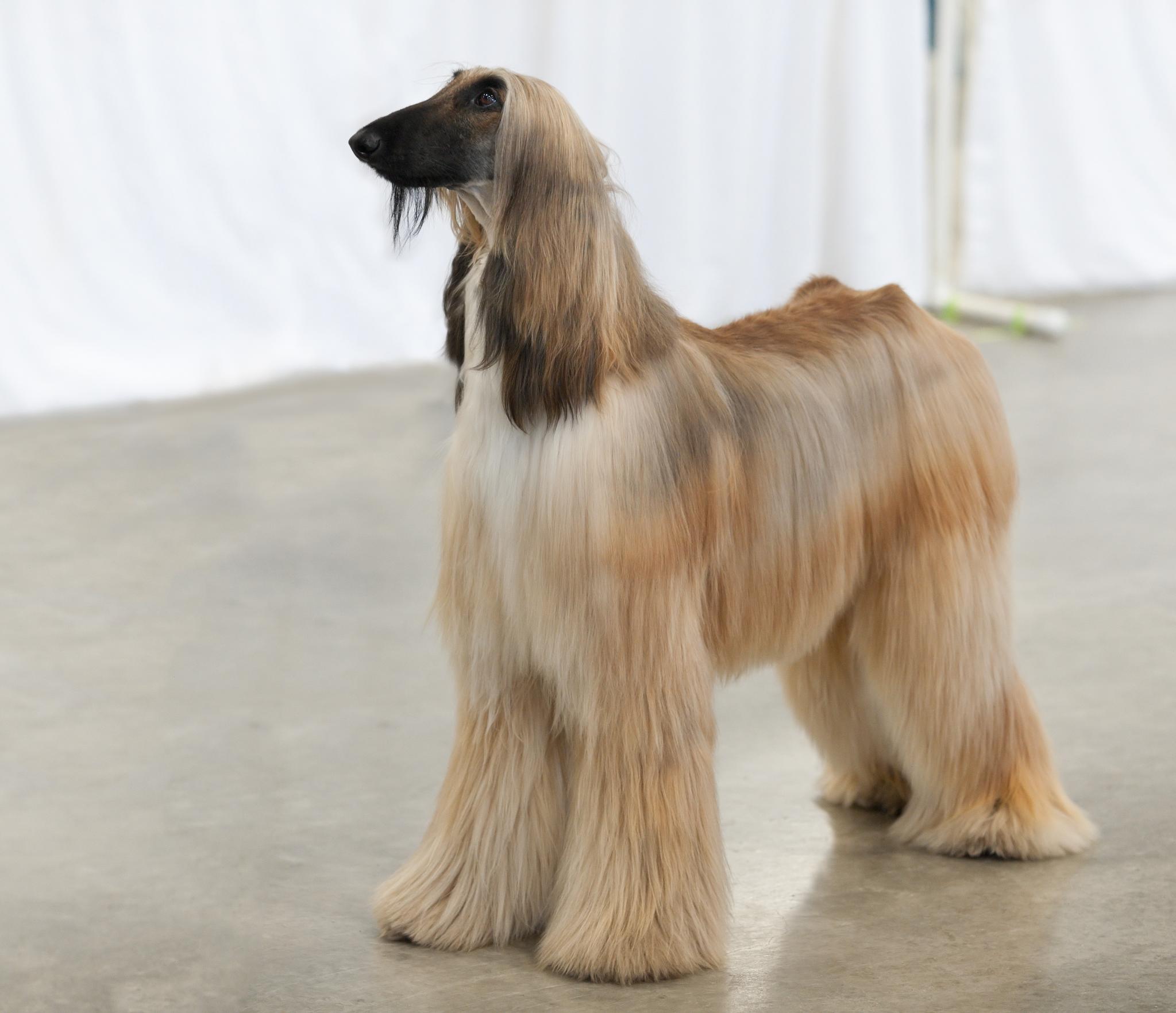 AKC Helena Fall Dog Show 2011