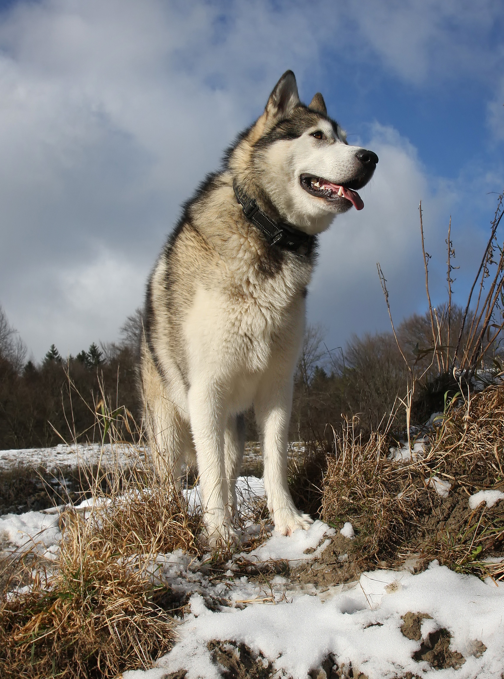 Alaskan Malamute R Bartz edit