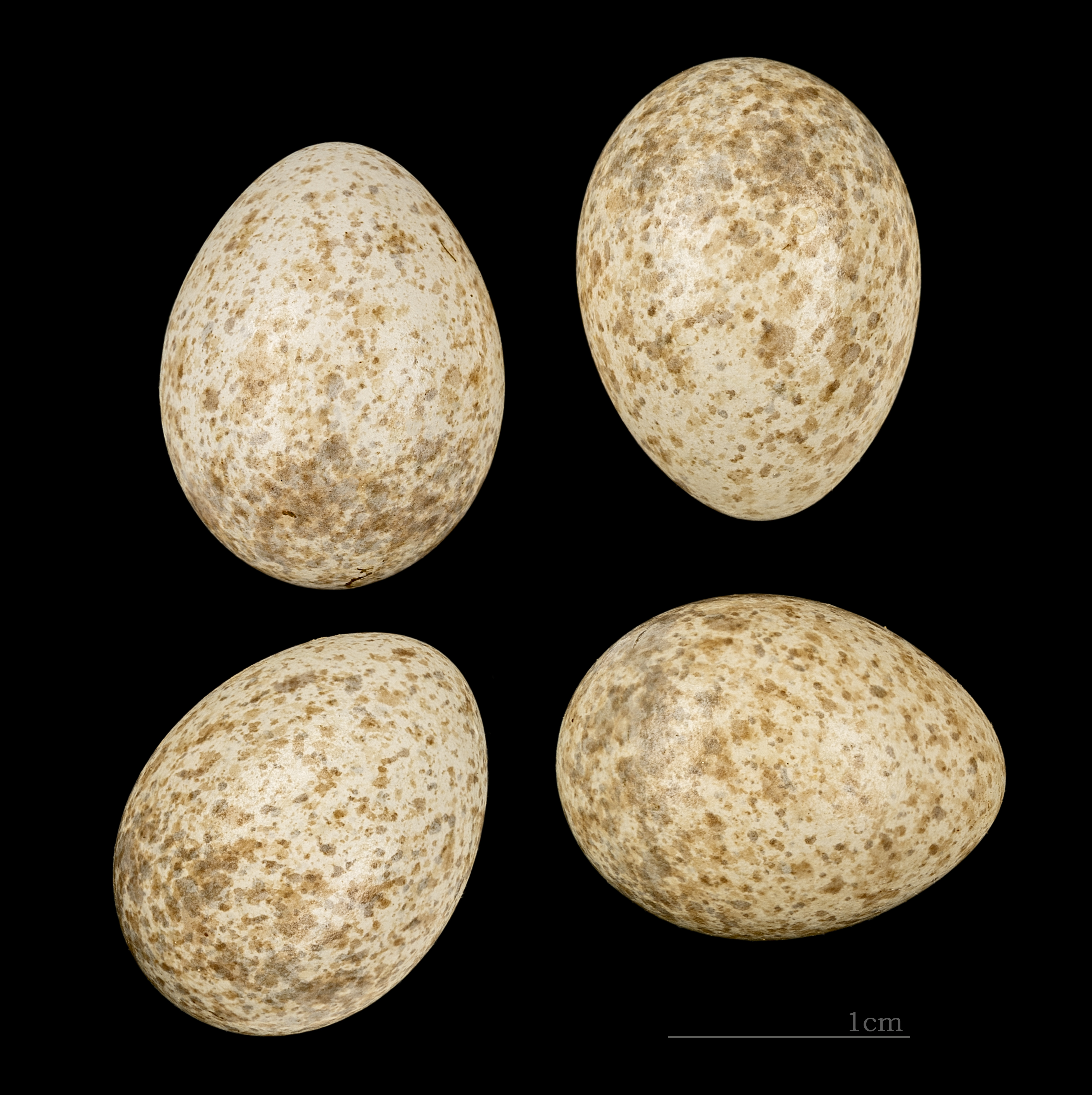Alaudala rufescens minor MHNT 225 Oued tlidjene Algerie