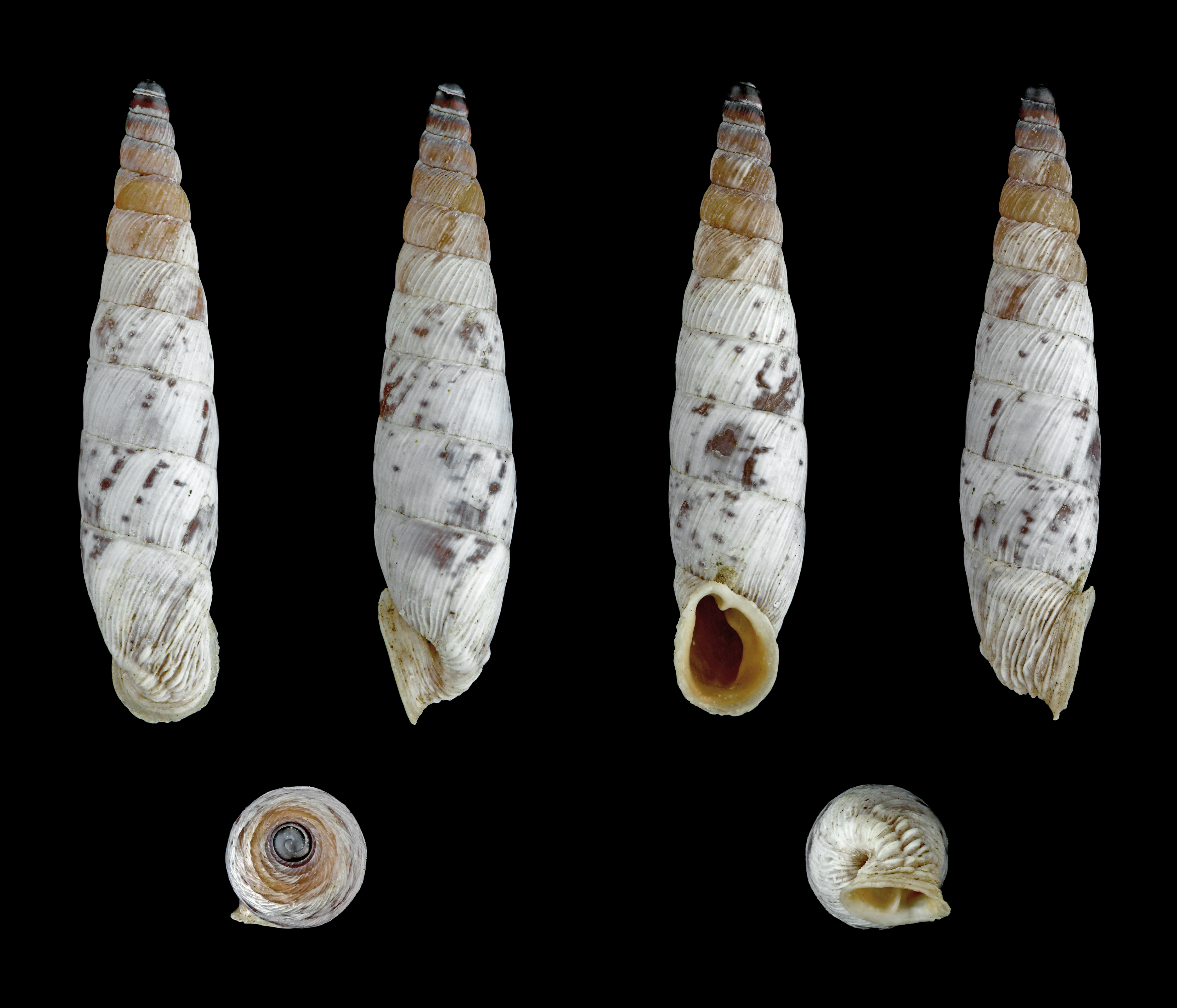 Albinaria brevicollis 01