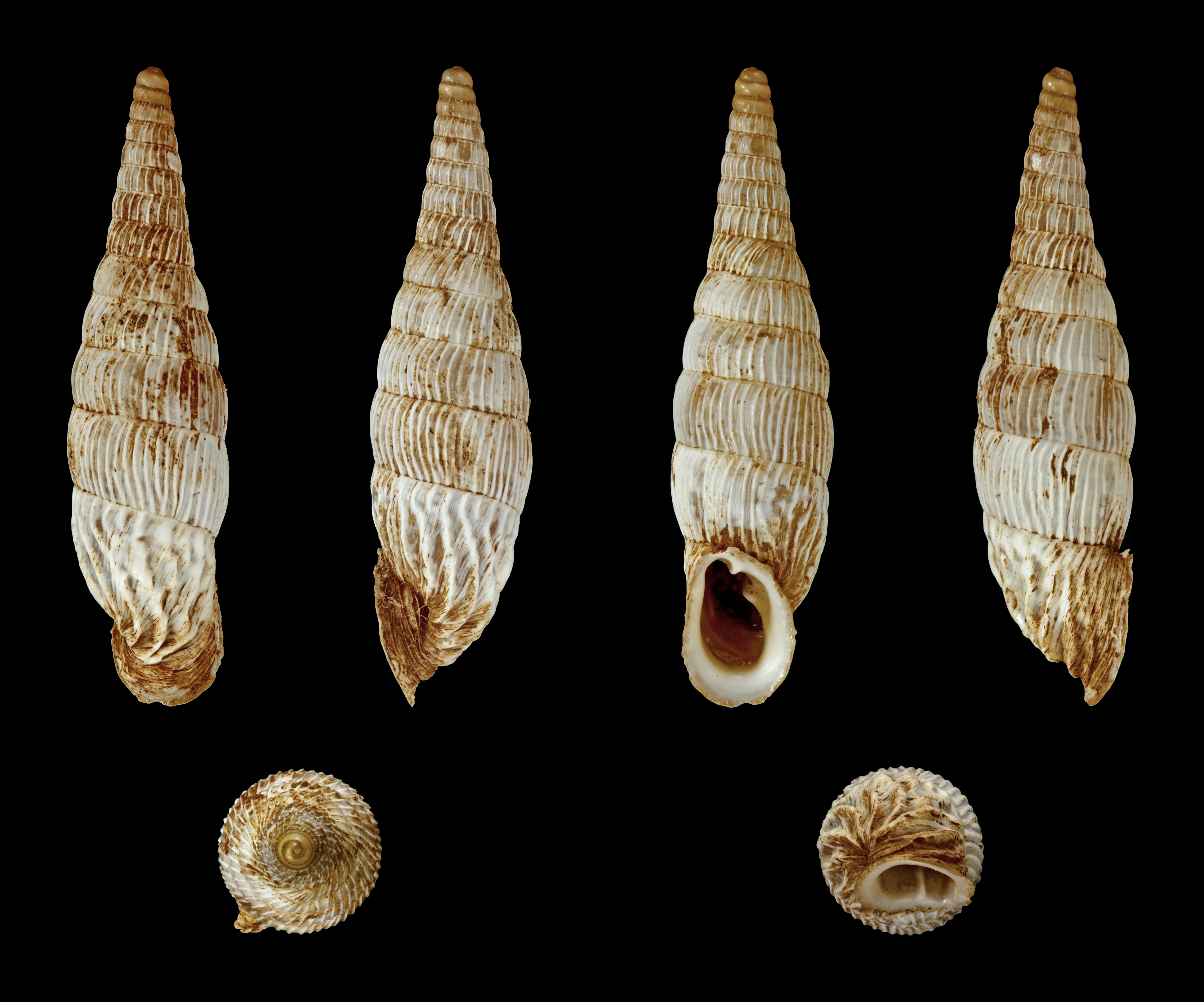 Albinaria corrugata leonisorum 01
