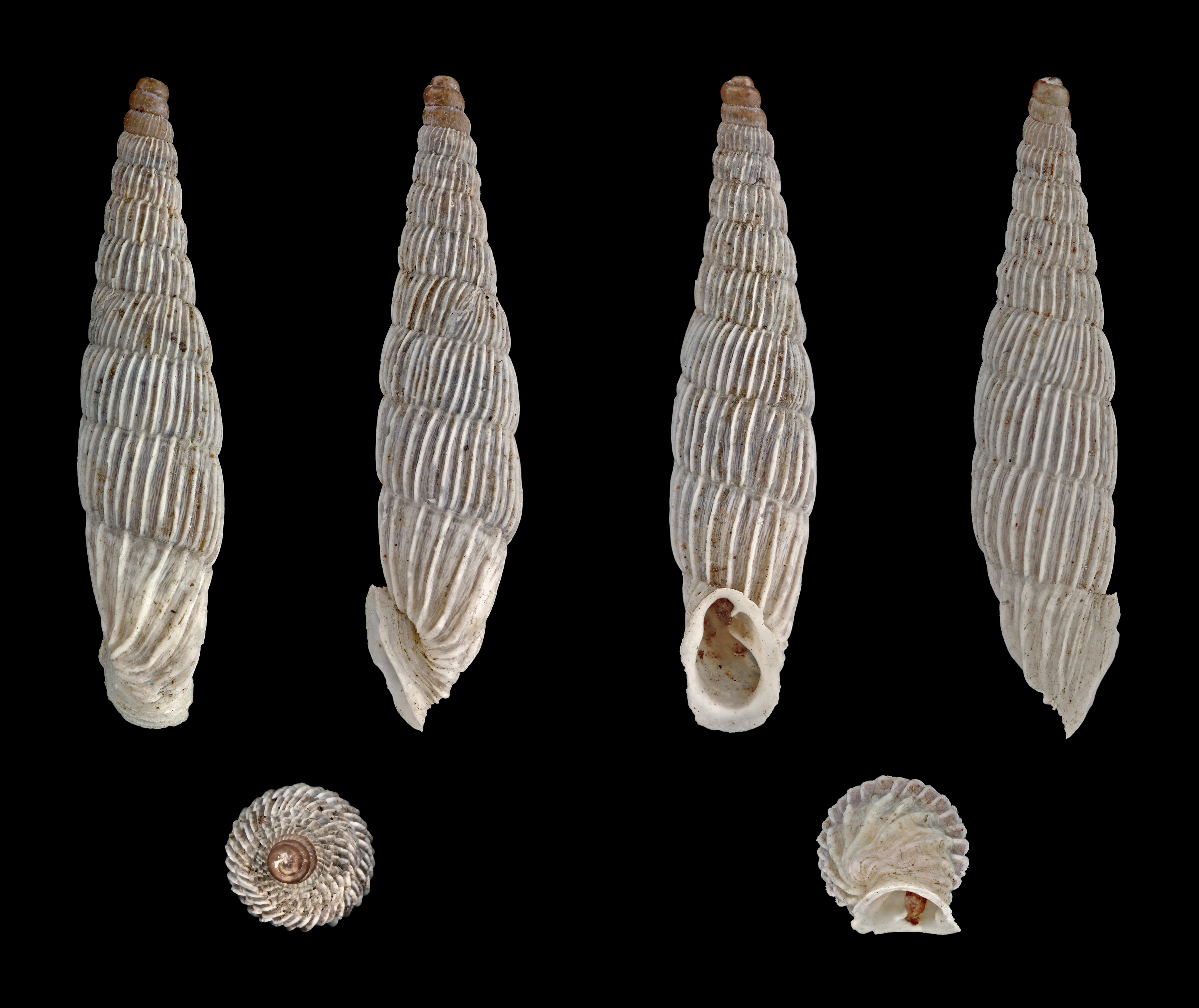 Albinaria lerosiensis 01