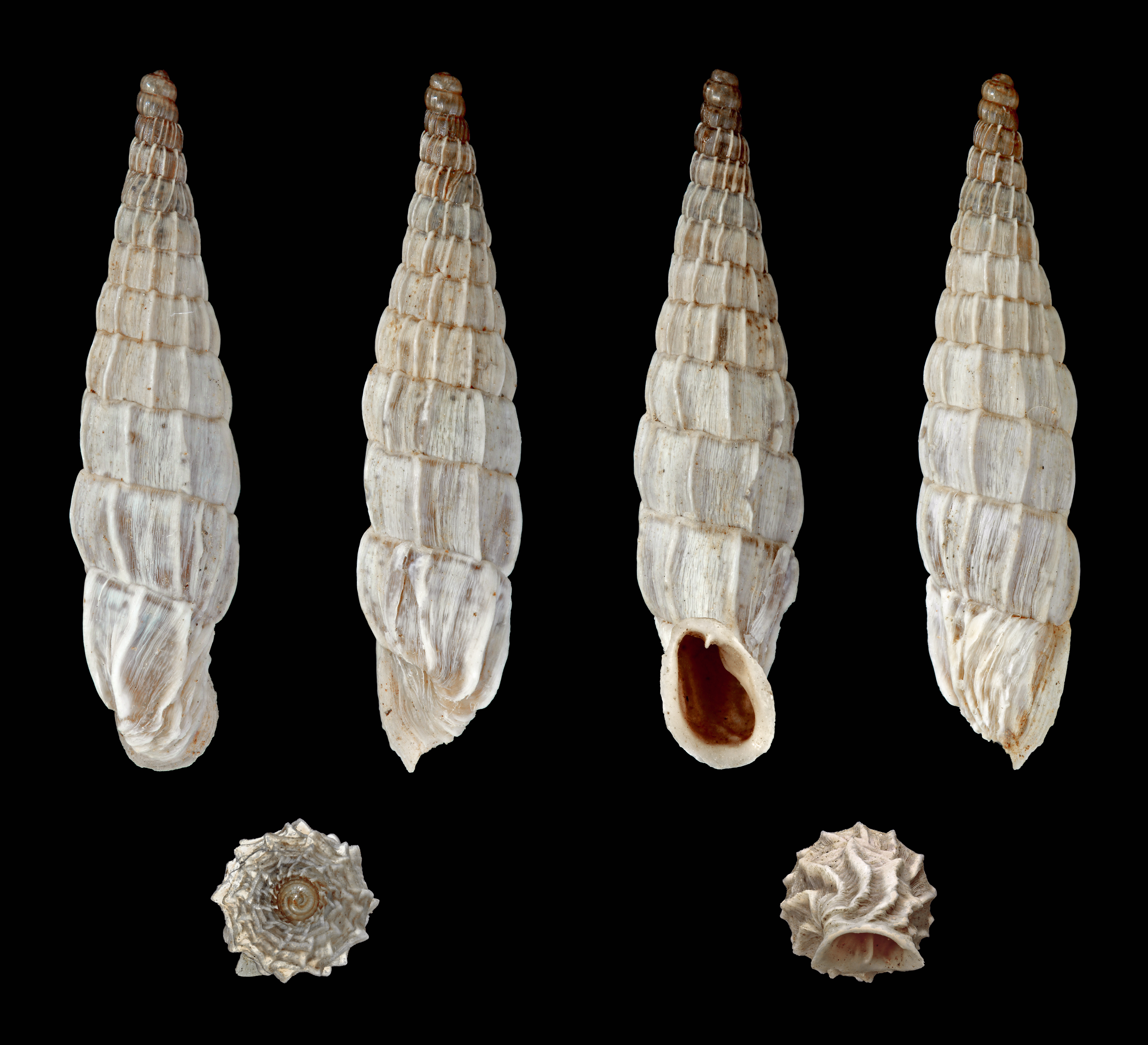 Albinaria praeclara praeclara 01