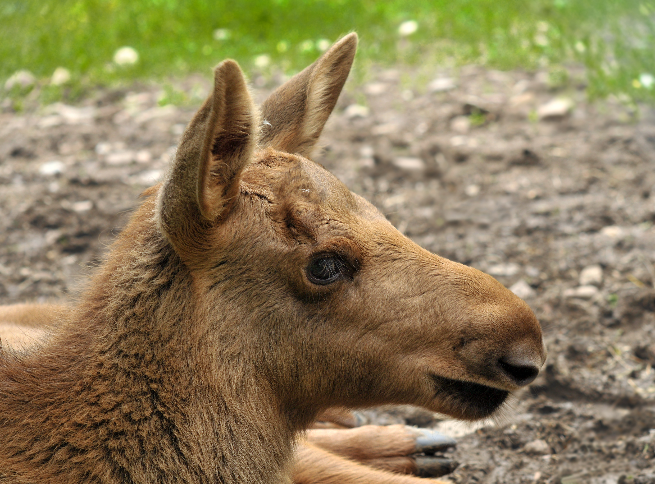 Alces alces (juvenile)