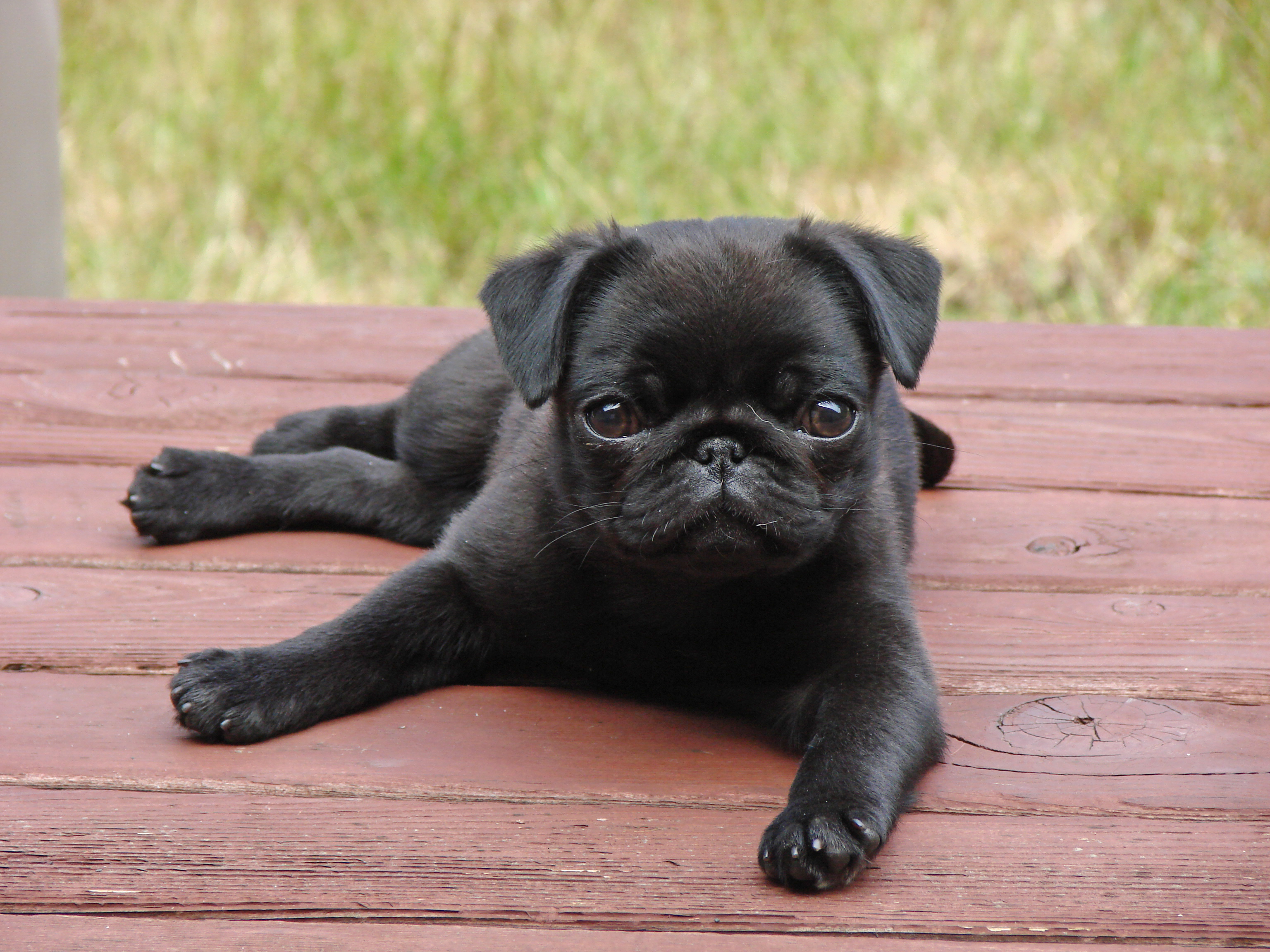 Alert Pug Puppy