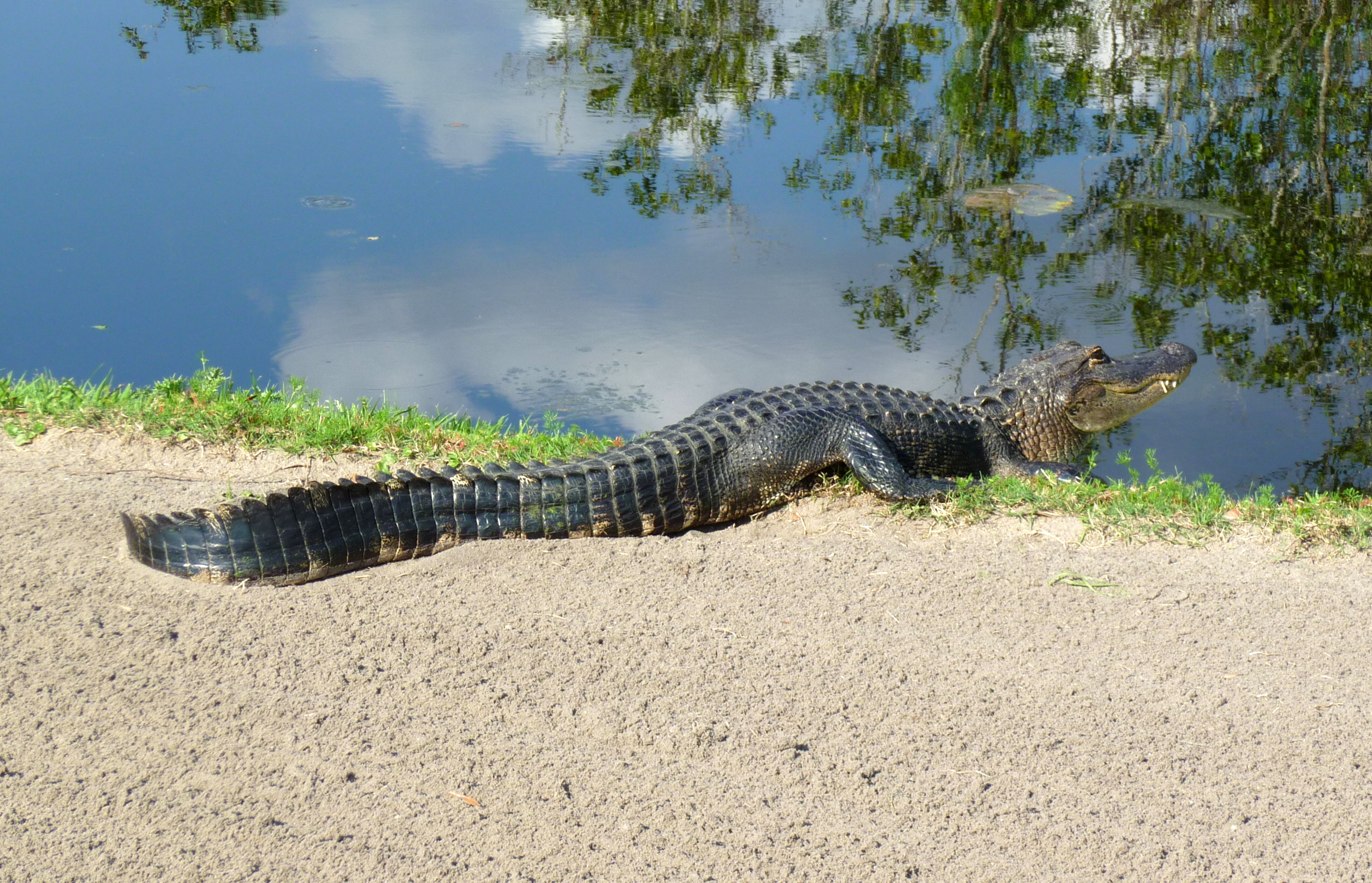 Alligator at ChampionGates