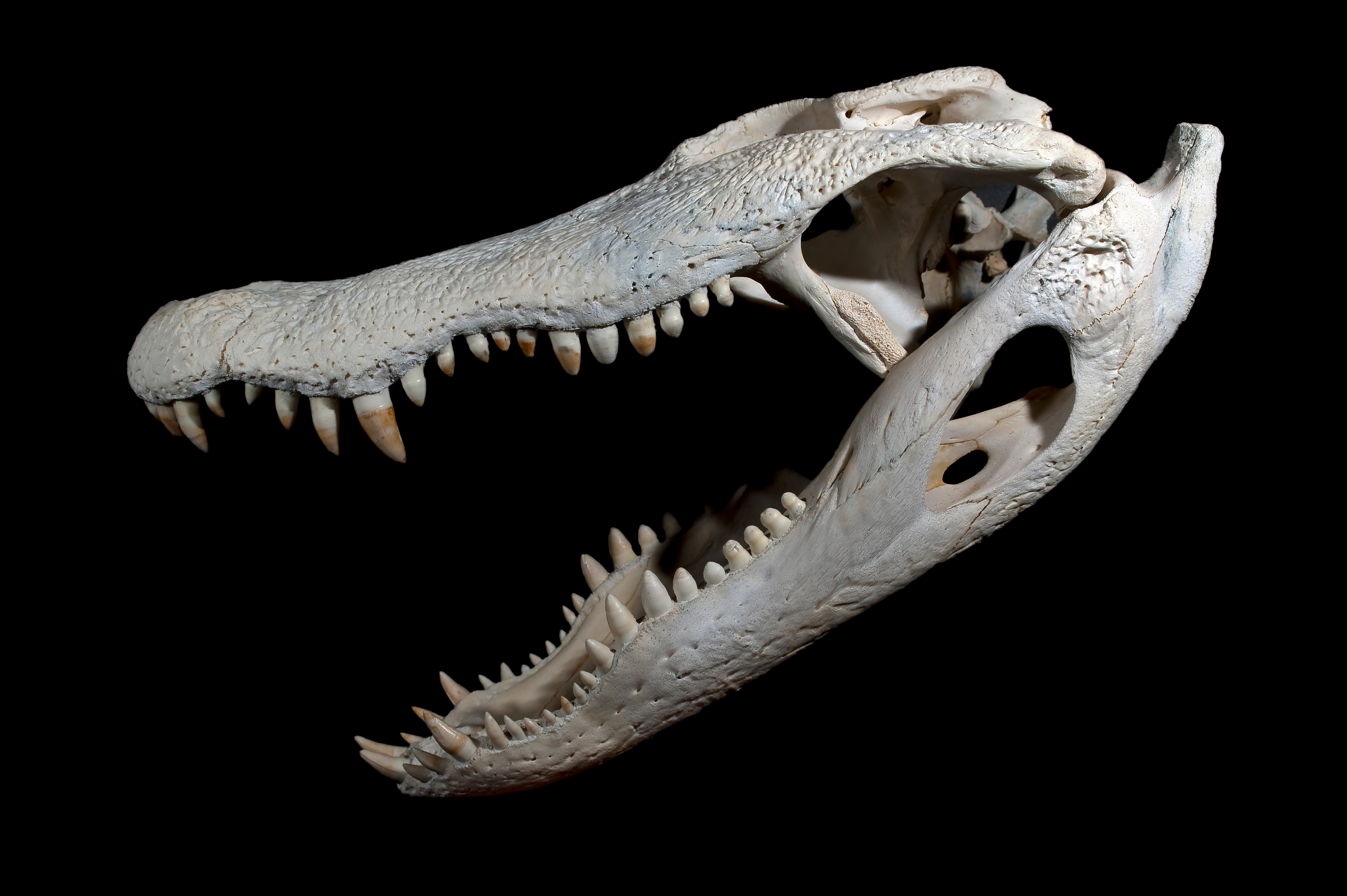 Alligator Crâne et Mandibule