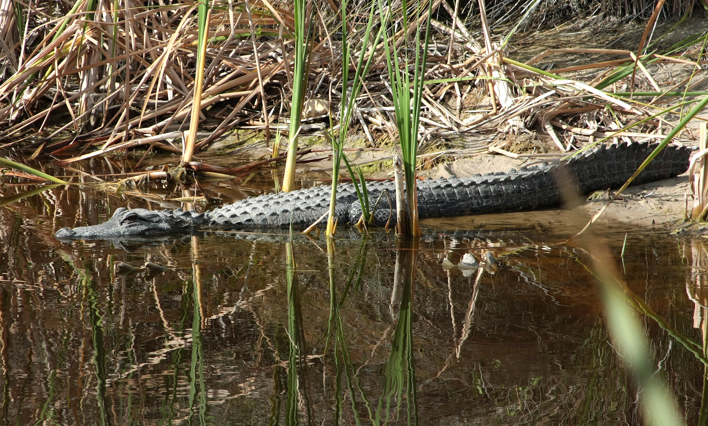 Alligator mississipiensis FL