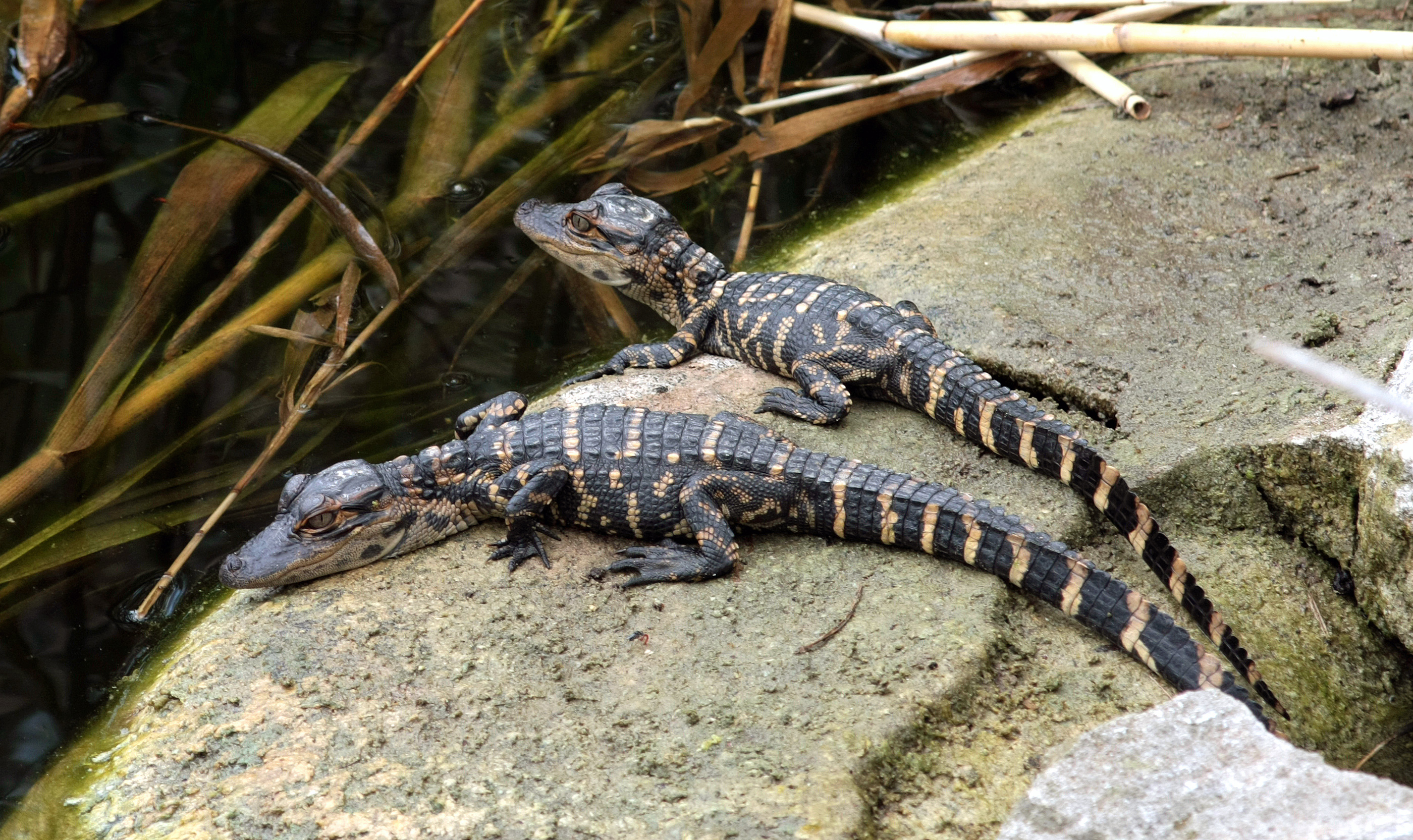 Alligator mississippiensis 2 babies