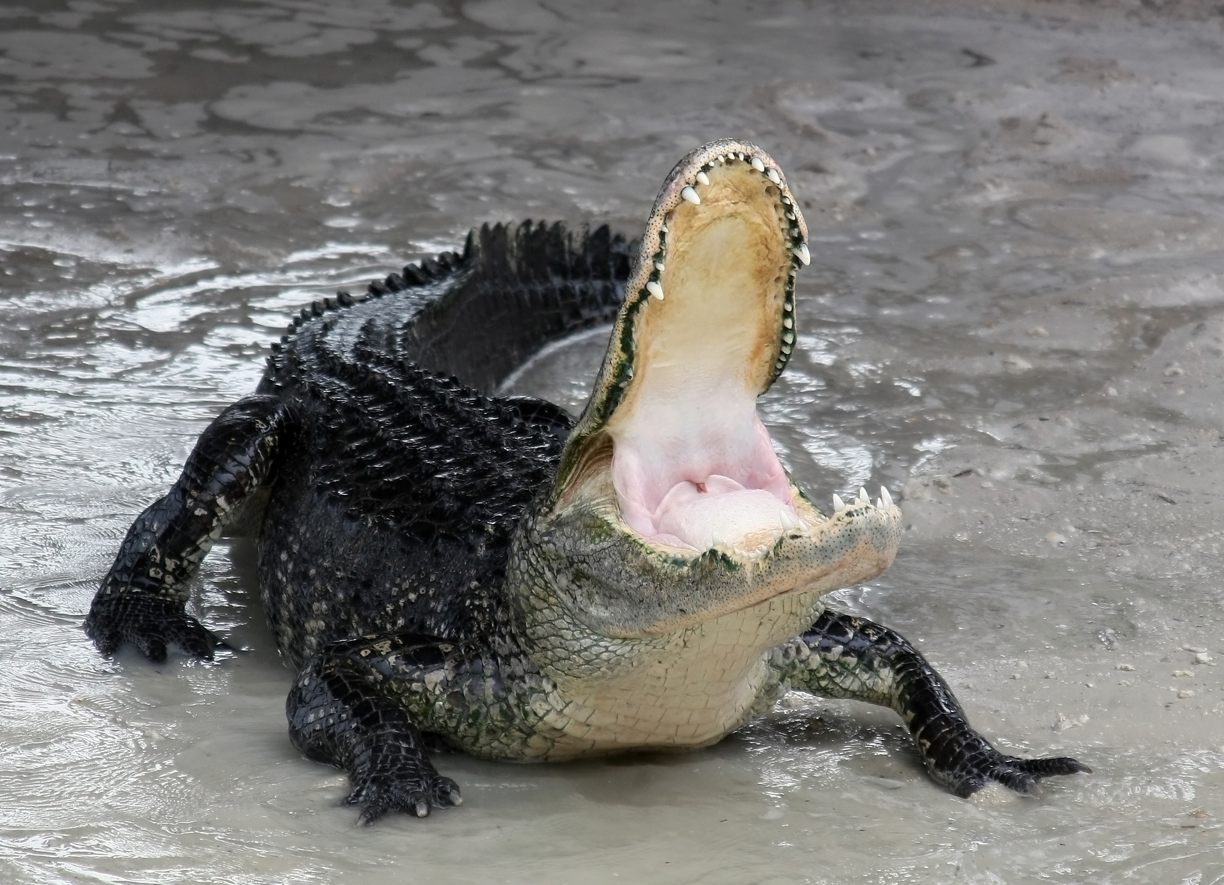 Alligator mississippiensis defensive