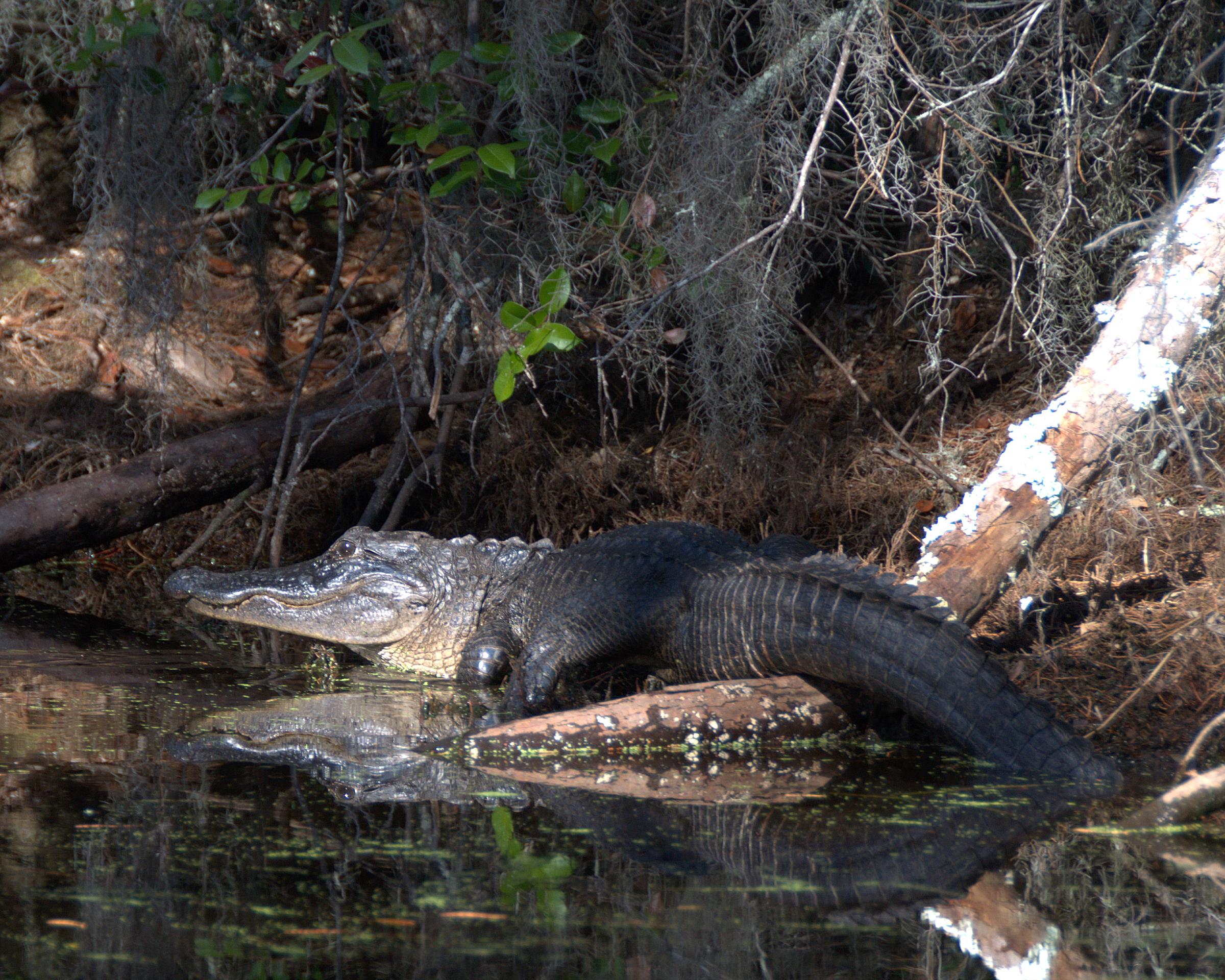 Alligator on Canal Run Trail (5179504392)