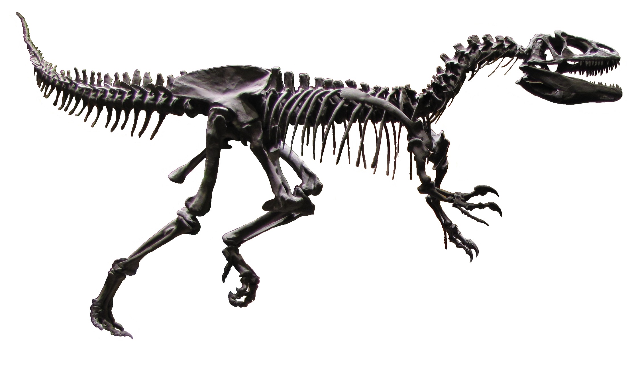 Allosaurus AMNH White Background