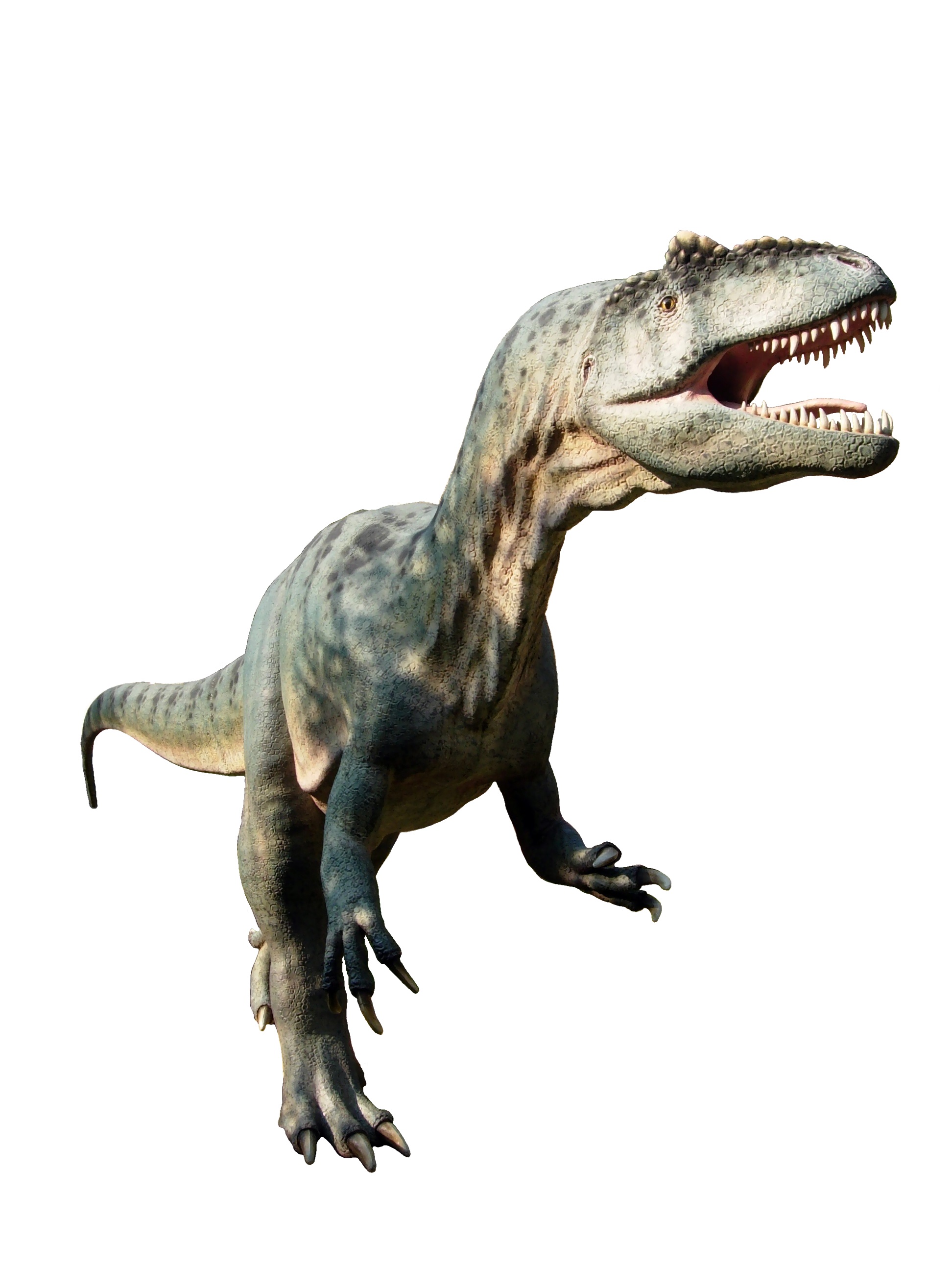 Allosaurus in Bałtow white background