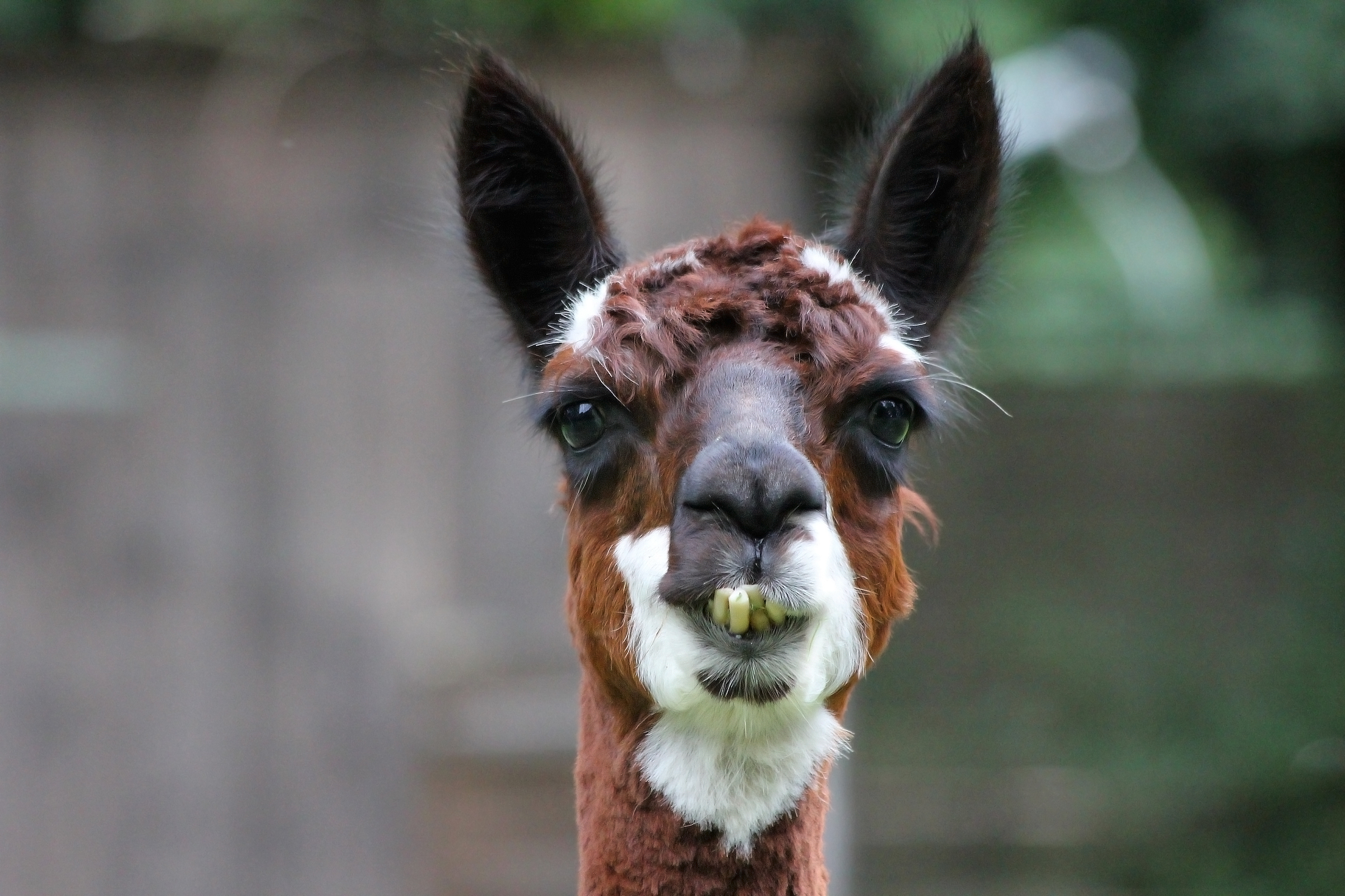 AlpacaCloseup